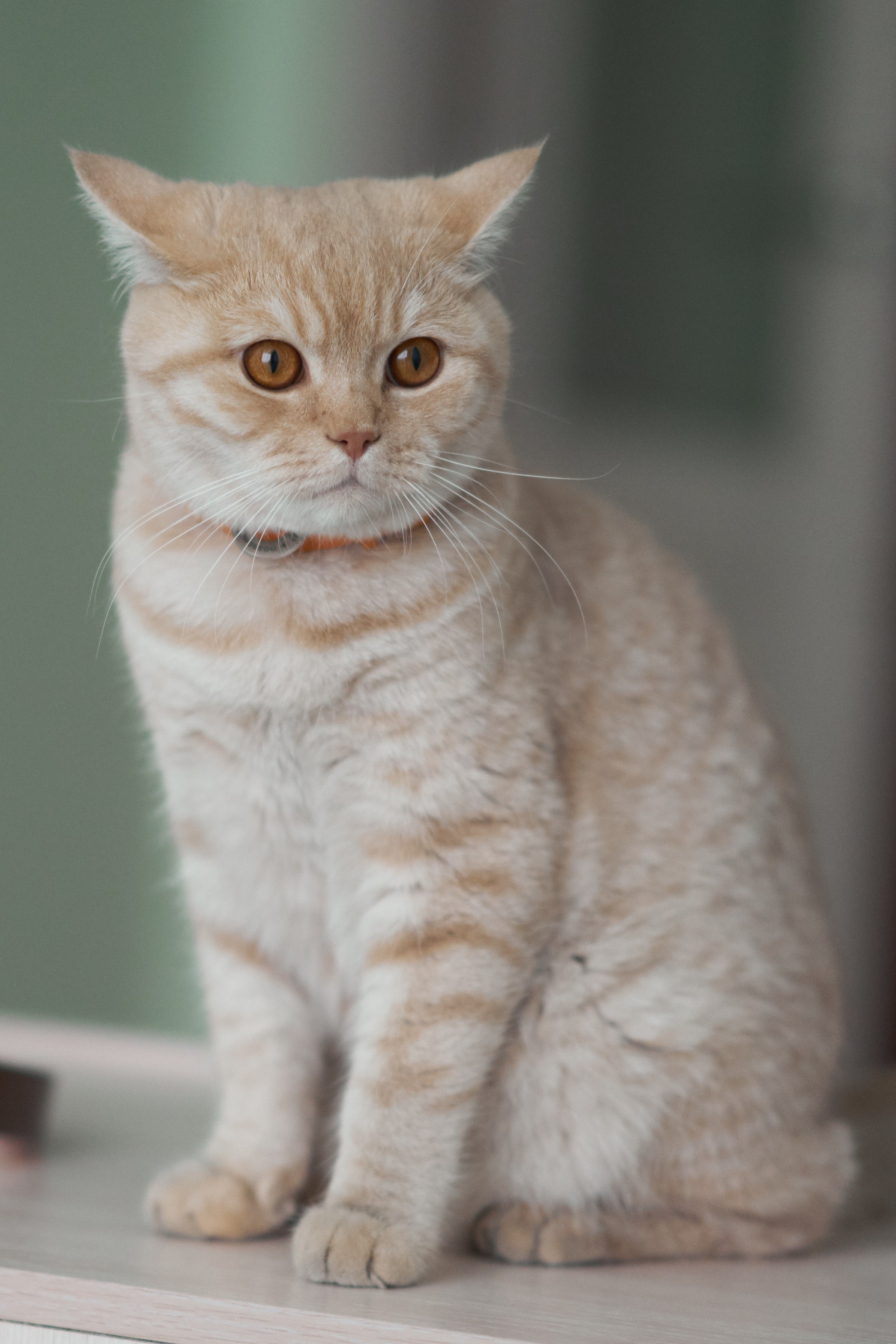 Фотосессия кота. Мужская фотосессия в СПб|Ирина Курманаева