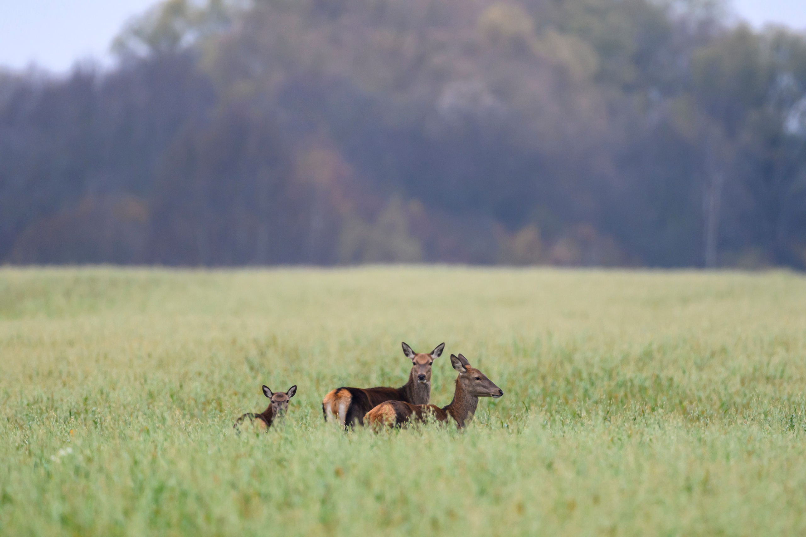 Осень. Олени, тетерева и снегири. Wildlife photography by Sergey Puponin