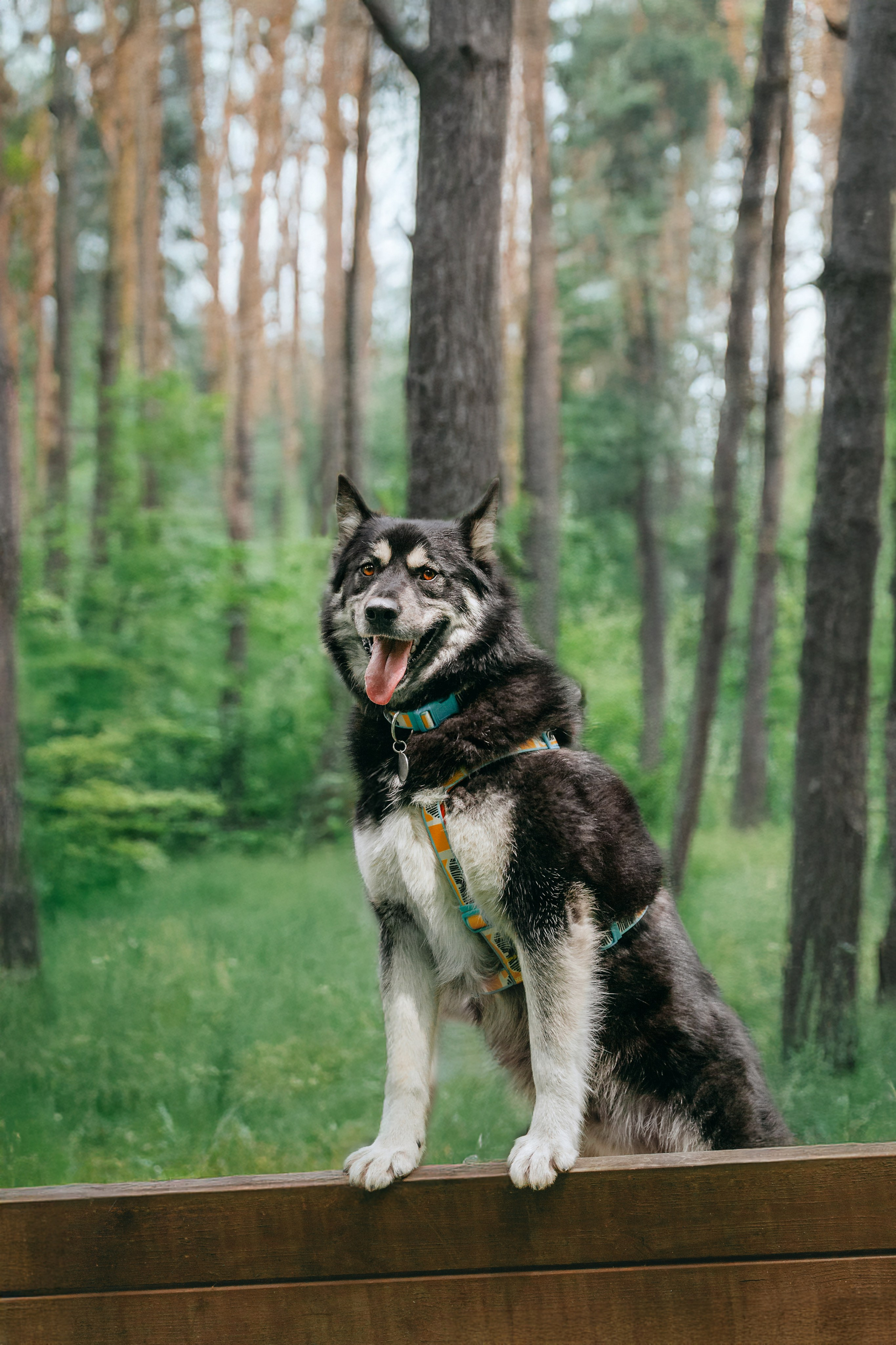 Собаки из приюта Дубовая роща лето 2025. Фотограф-анималист Татьяна Степанова