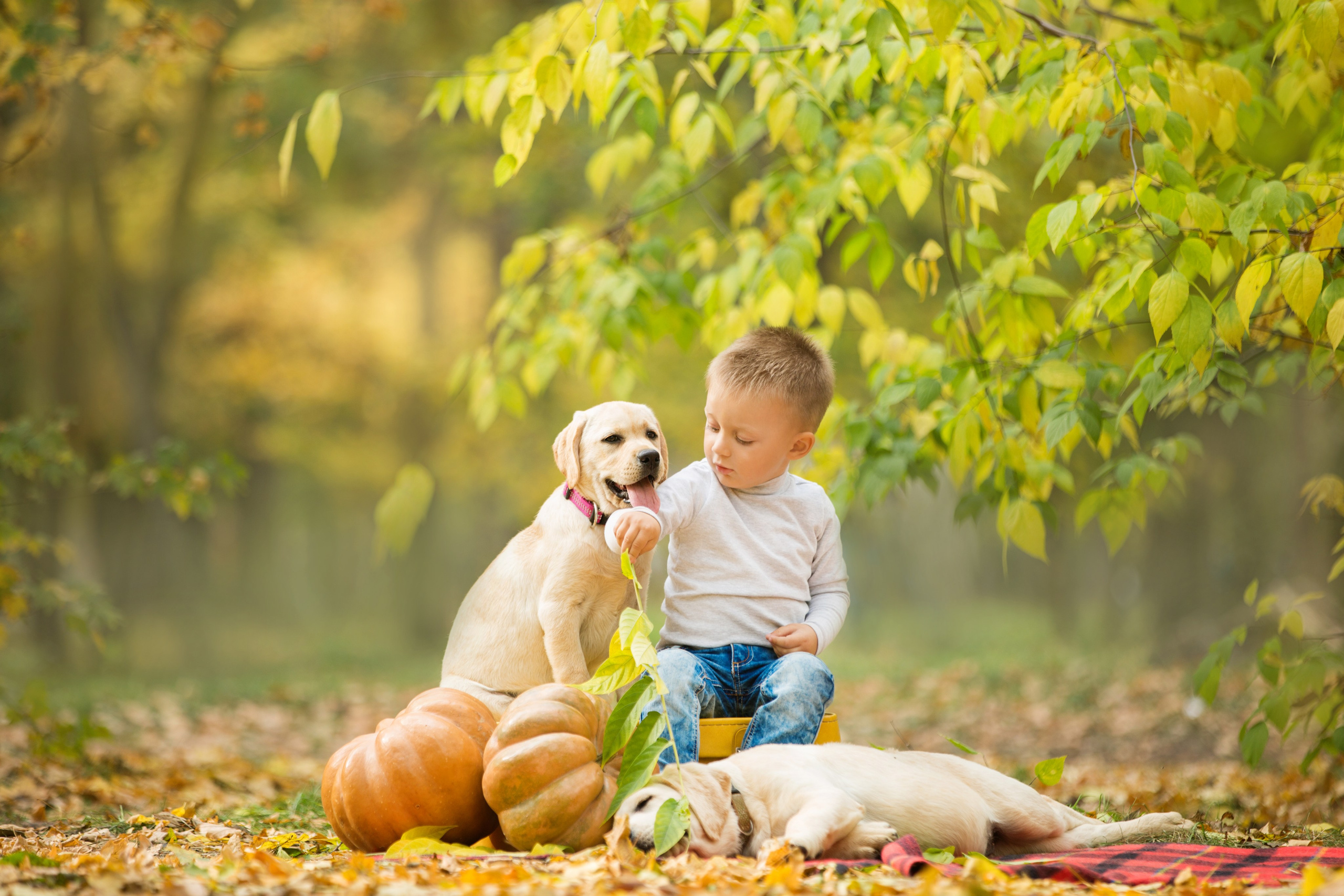 Щенки лабрадоры. Осень. Свадебный семейный и детский фотограф в Краснодаре Карина Федоровская