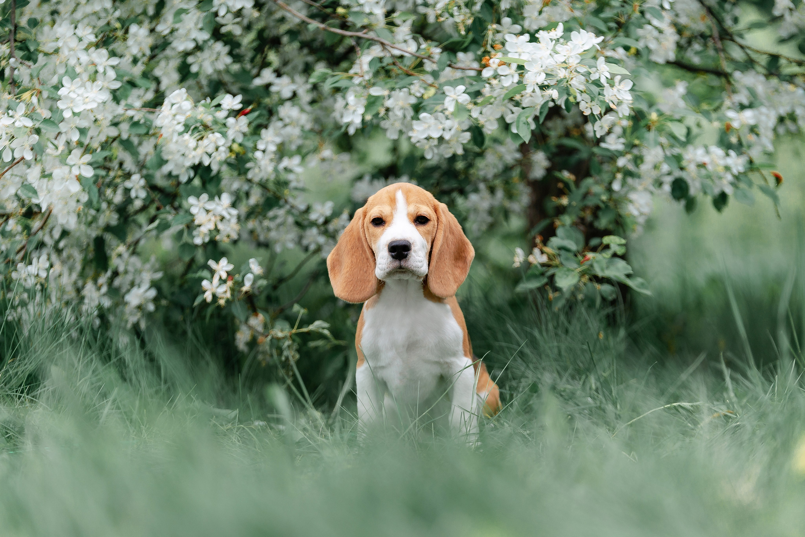 Настя и Баритон. Фотограф-анималист Анастасия Парфенова|Екатеринбург