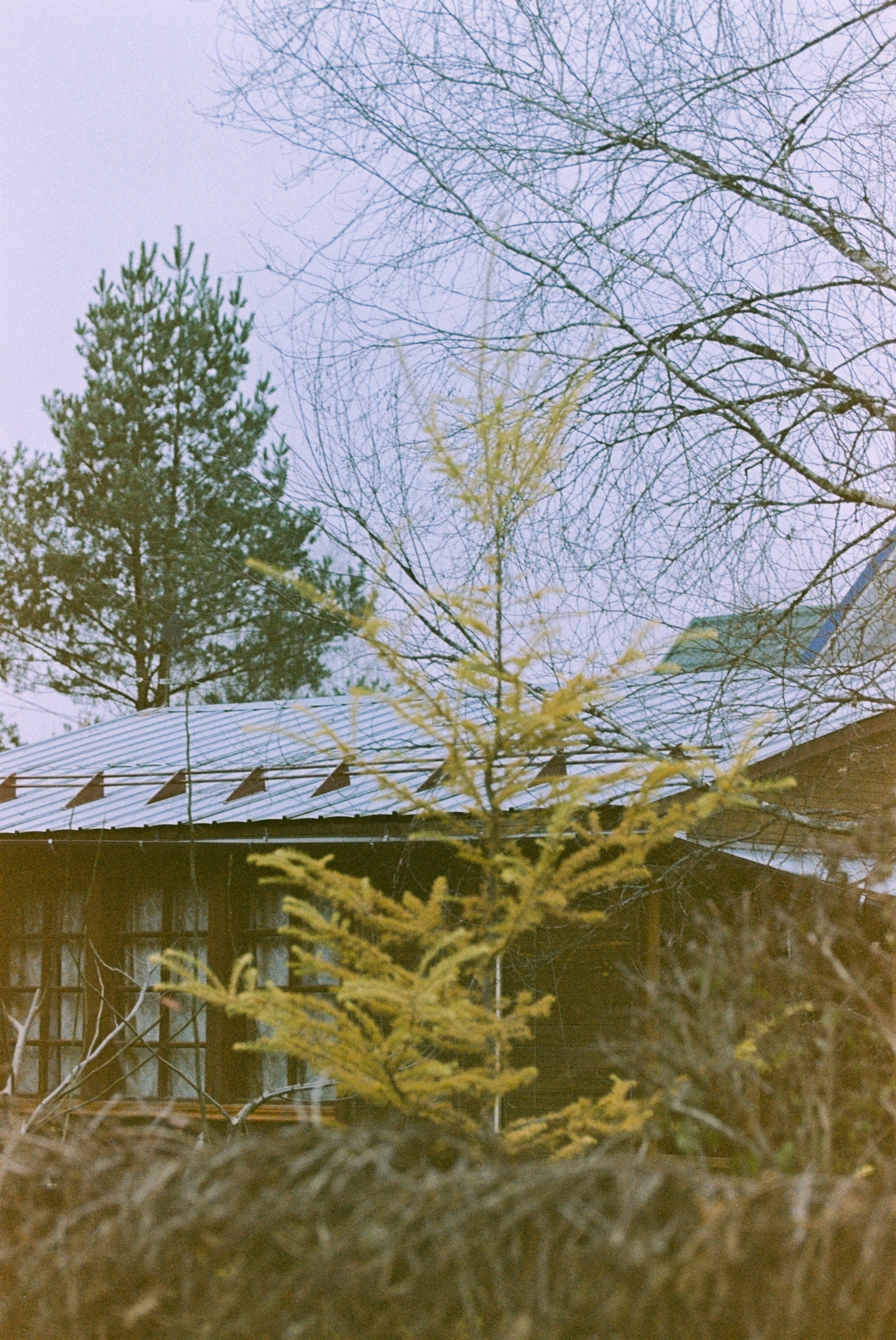 Осень на просроченную Kodak Color Plus 200 и Contax N1 с макро-объекти