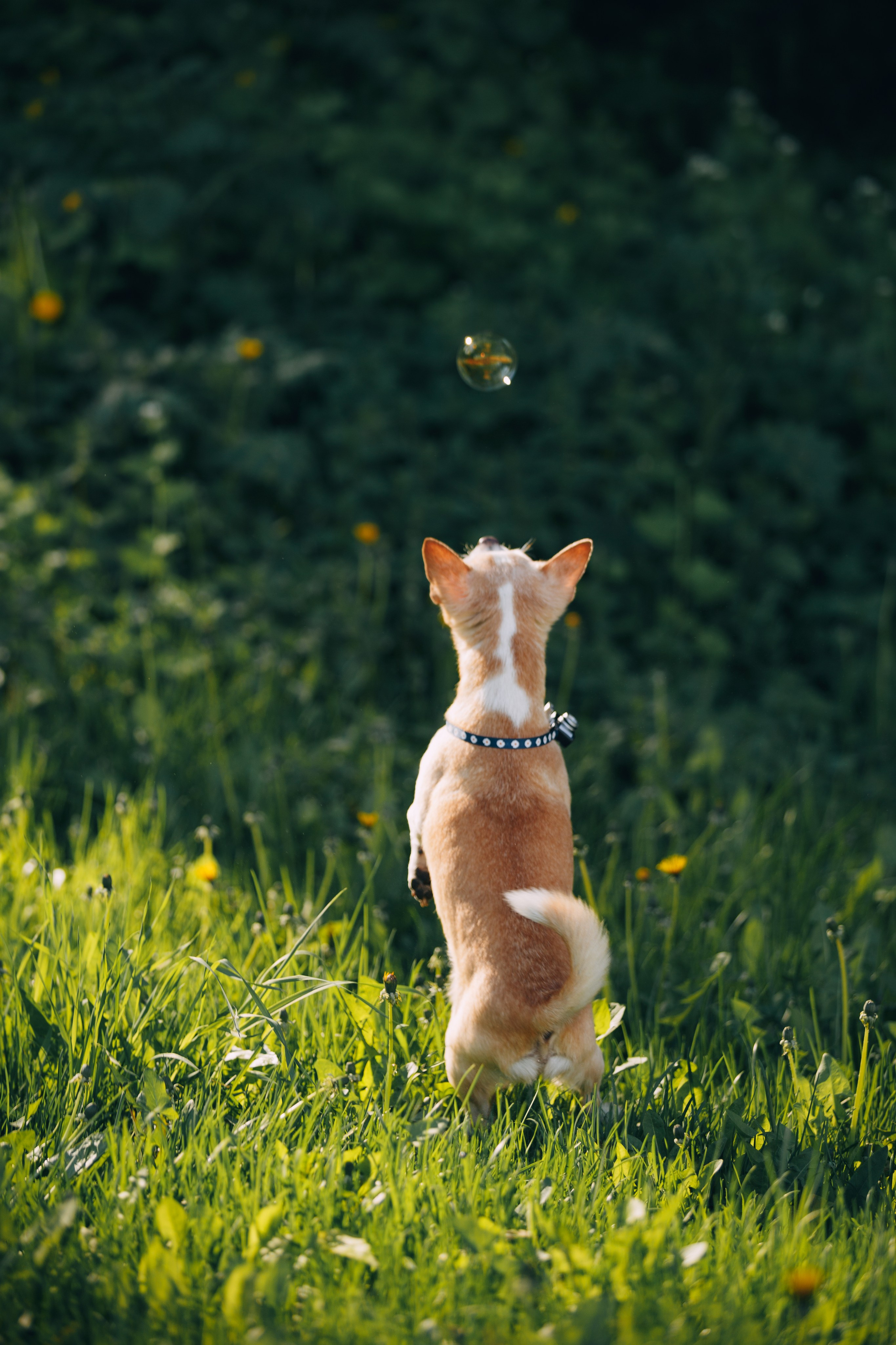 Оля, Патрик, Мейли и Джонни. Фотограф анималист Кристина Карпова, Москва