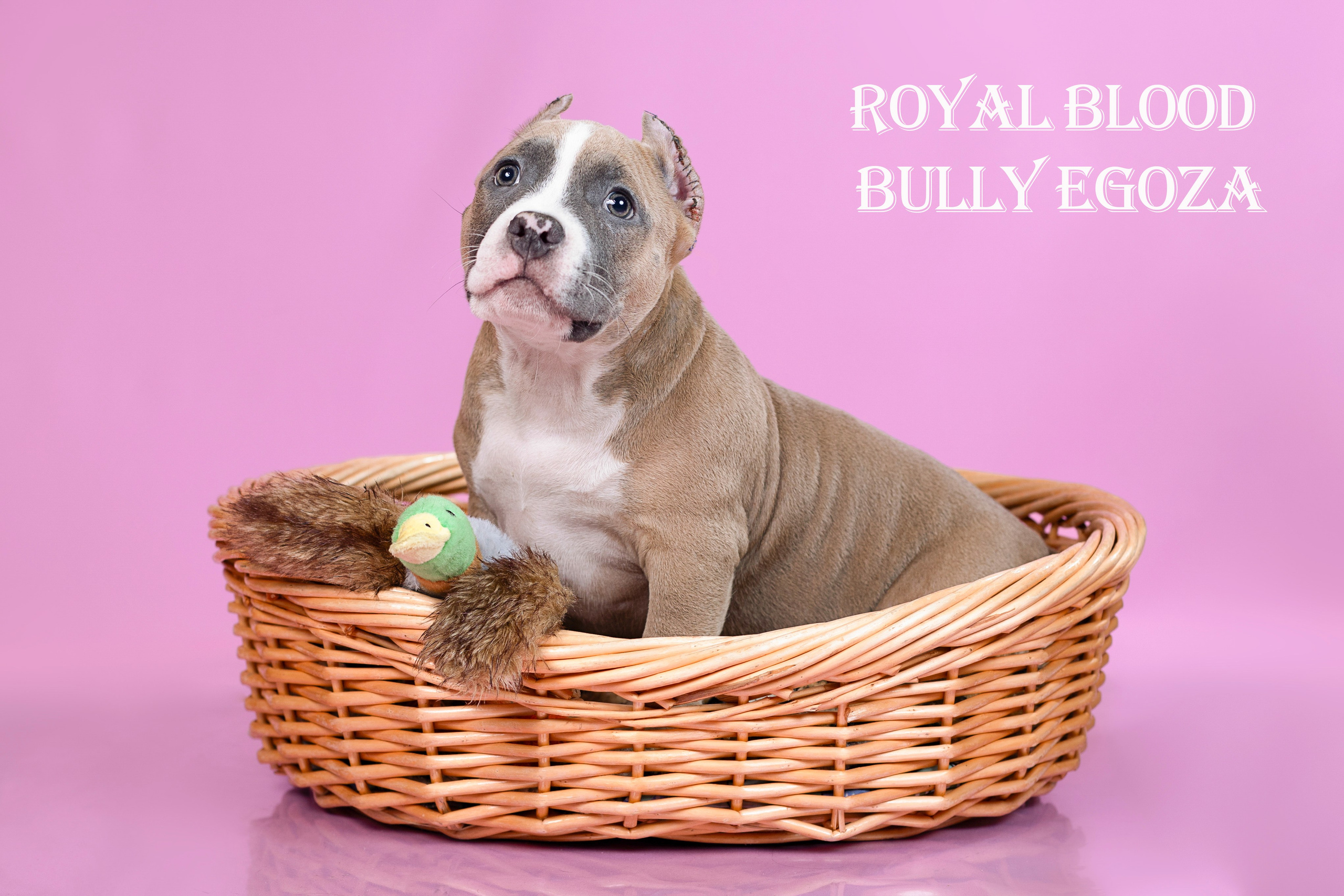 Американский булли!. Фотограф 📸 семейный, предметный, репортажный