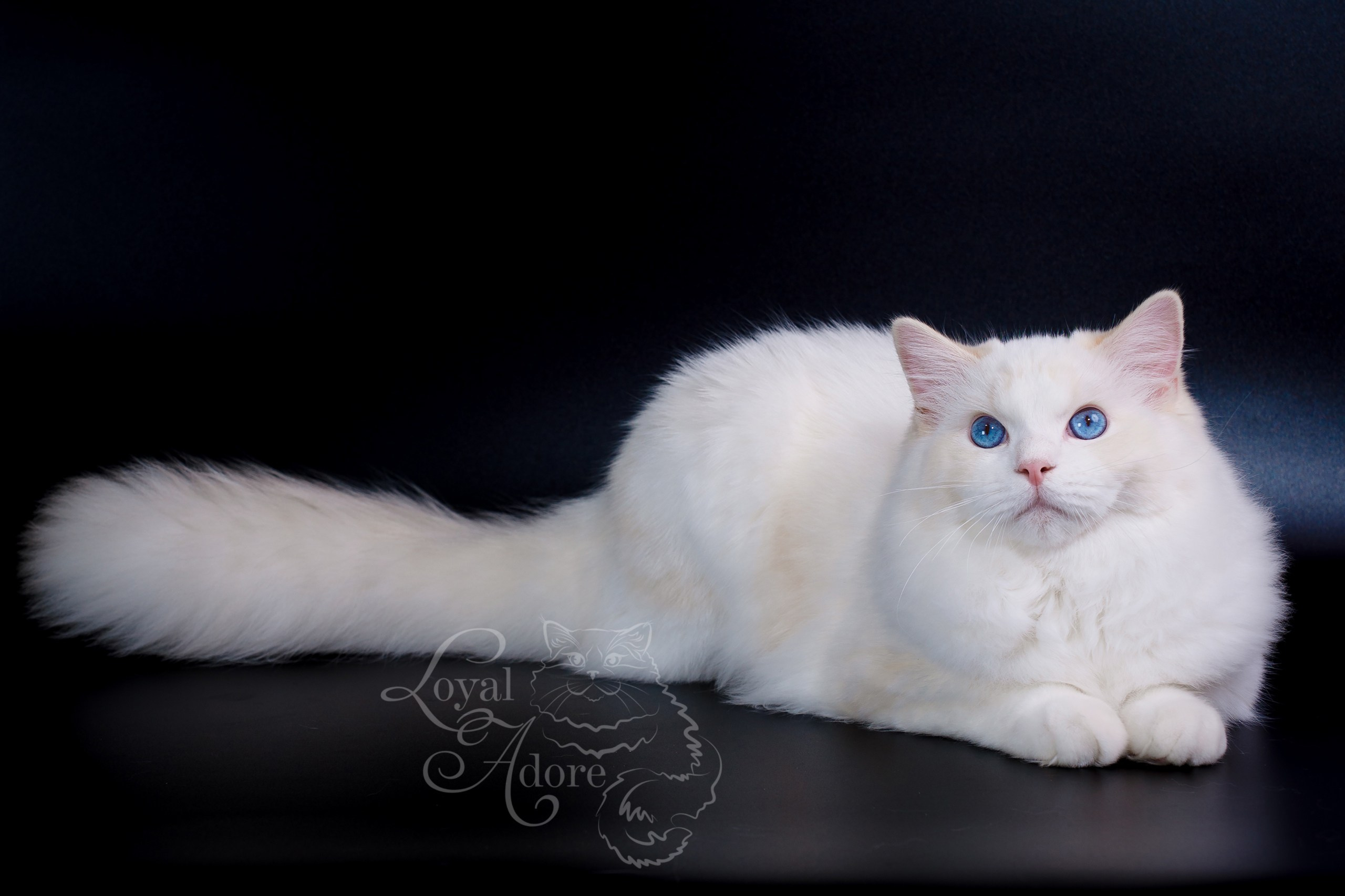 Коты производители Loyal Adore. Питомник рэгдолл Loyal Adore