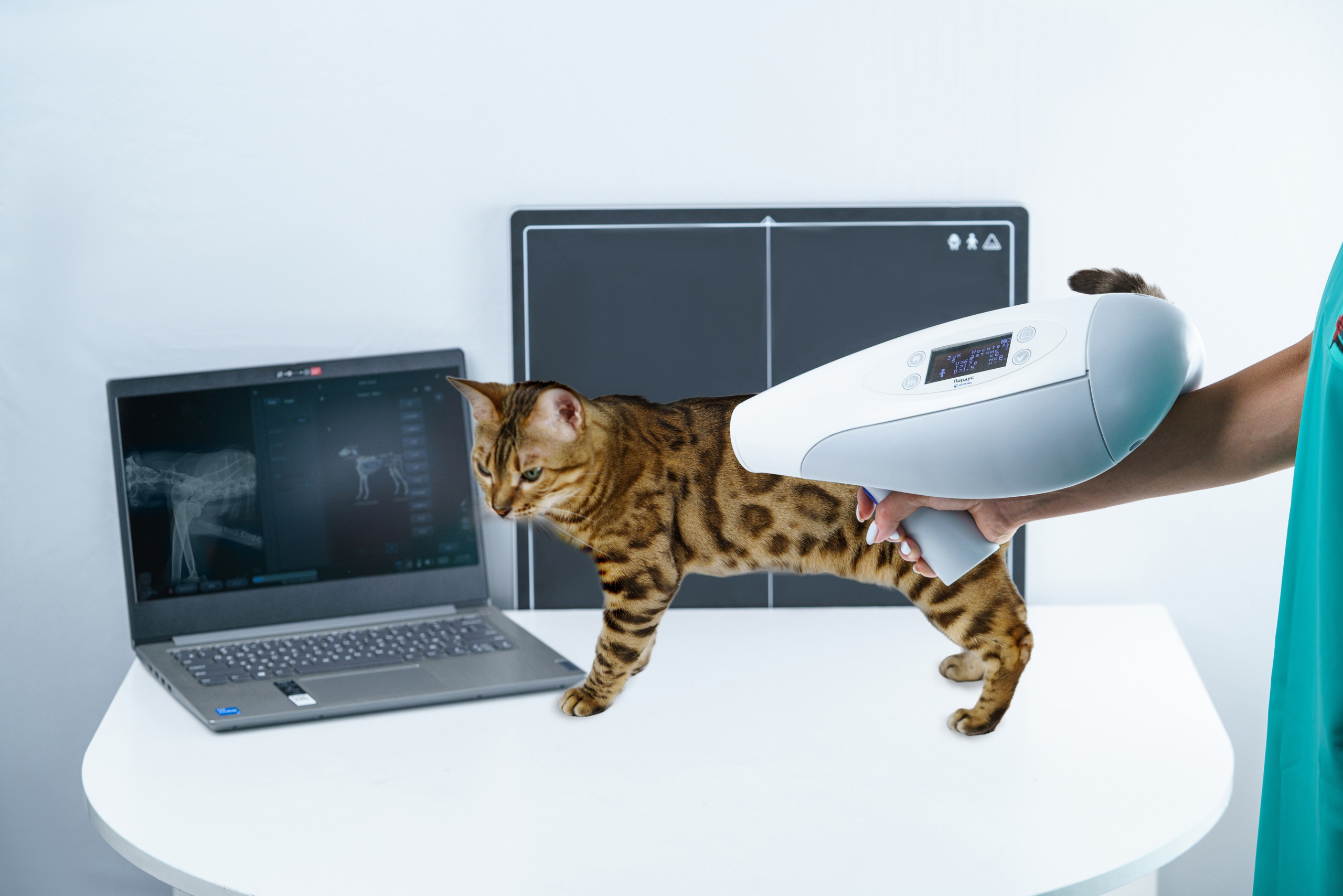 Съемки с животными. КЕД Студия-контент агентство полного цикла СПБ. Создаём фото, видео и контент, который помогает брендам и селлерам продавать больше