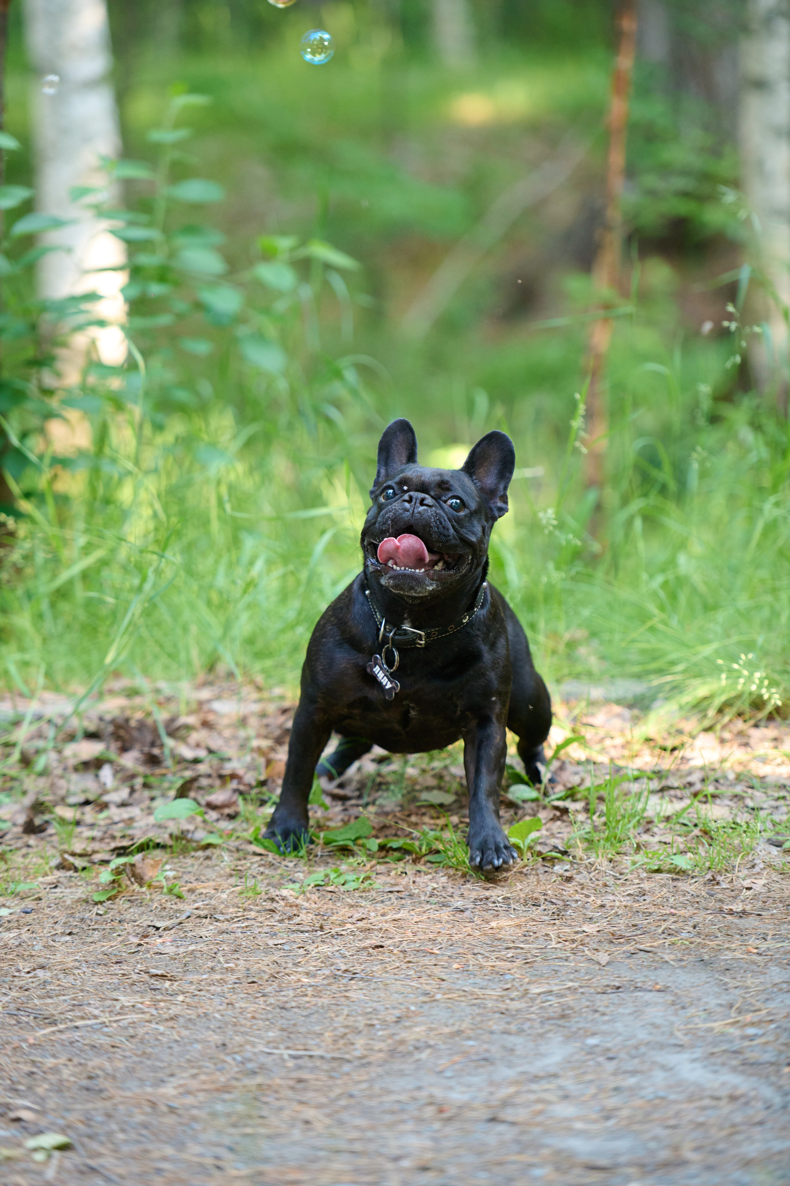 Семейная фотосессия с собакой. Репортажный и семейный фотограф — Шелихов Сергей
