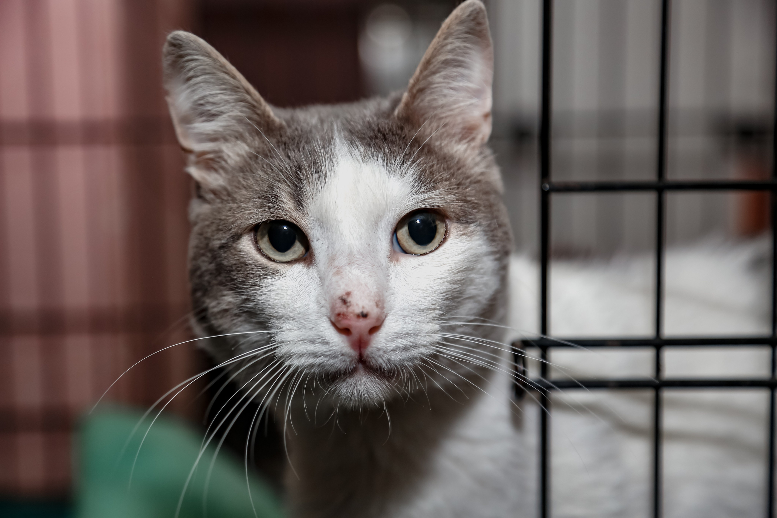 Приют Кошкин Дом Филимоша. Ваш фотограф в Оренбурге Рощупкина Екатерина