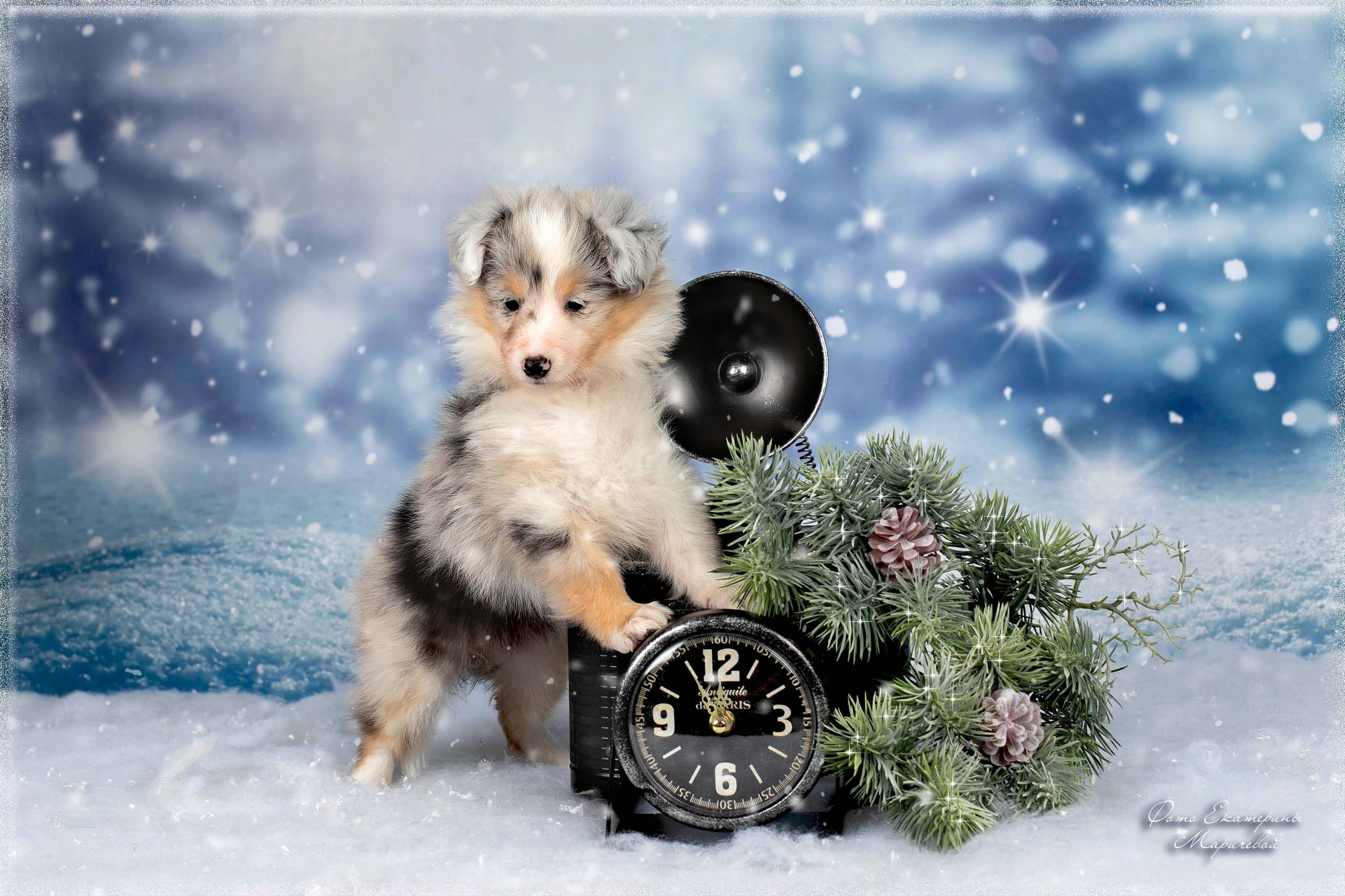 Тематические фоны с рисунком. Фотограф-анималист в Омске Екатерина Маричева