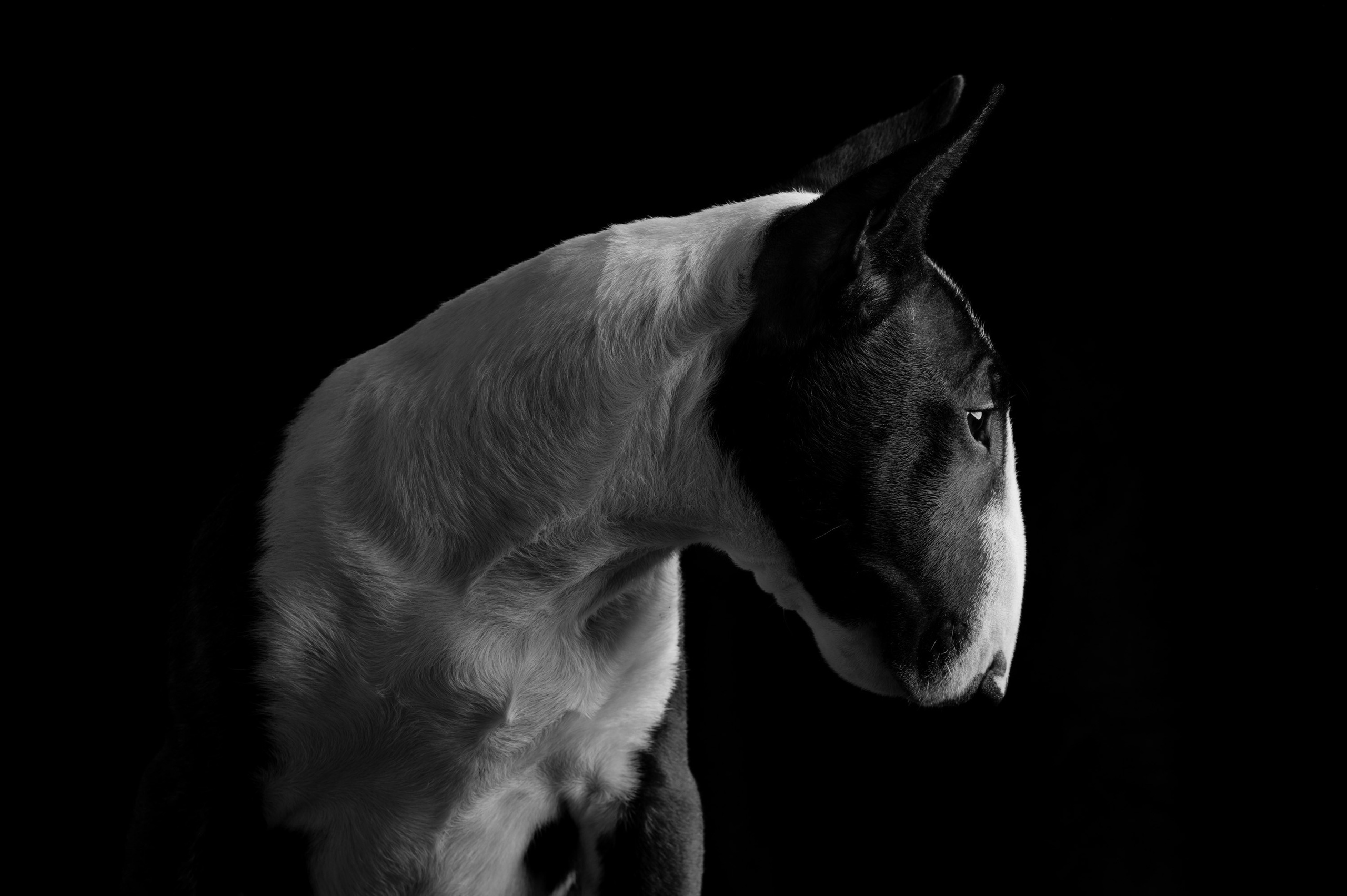 Рома | бультерьер. Alexandrovna photography