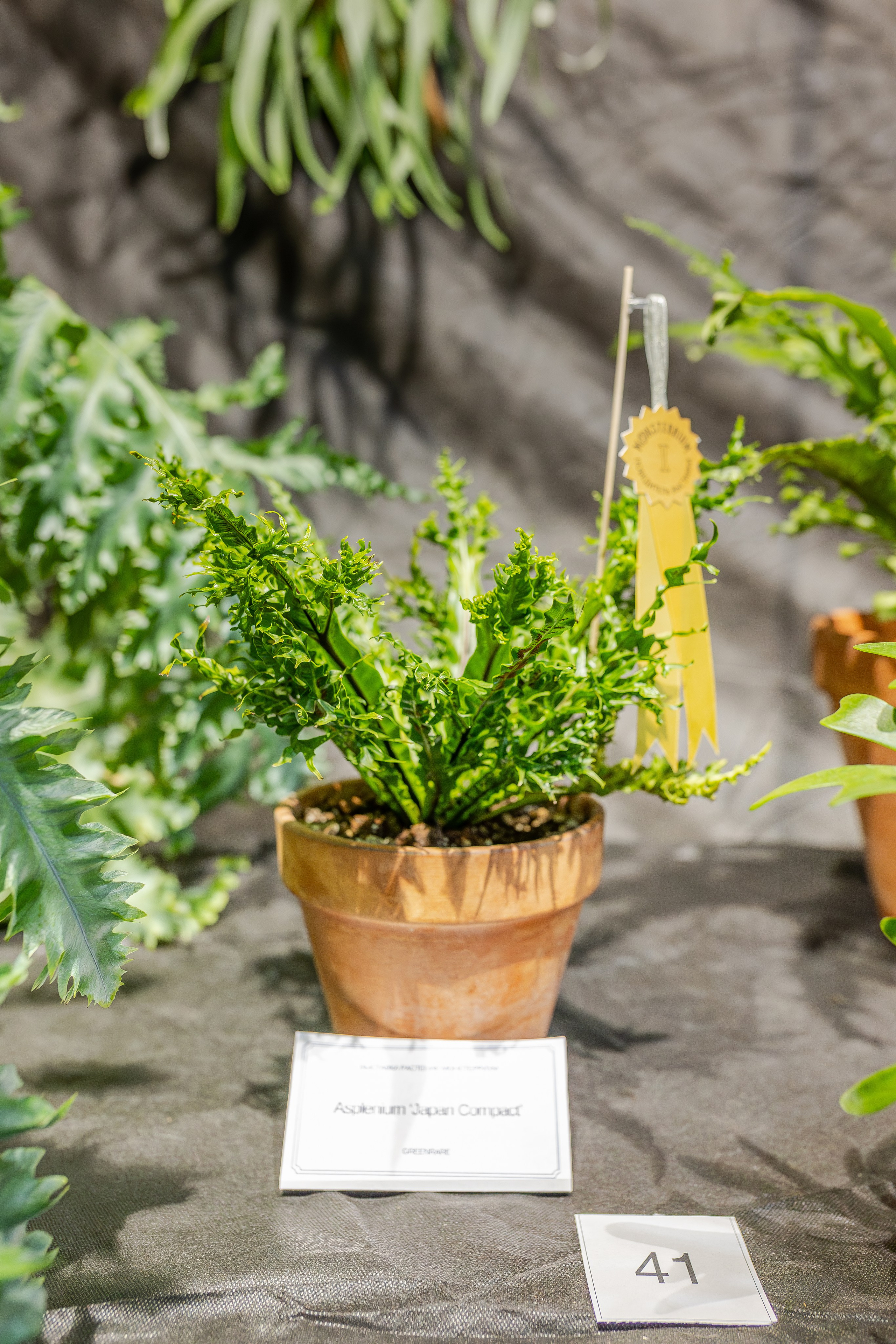 Монстериум апрель 2026. Александра Куликова фотограф, Москва