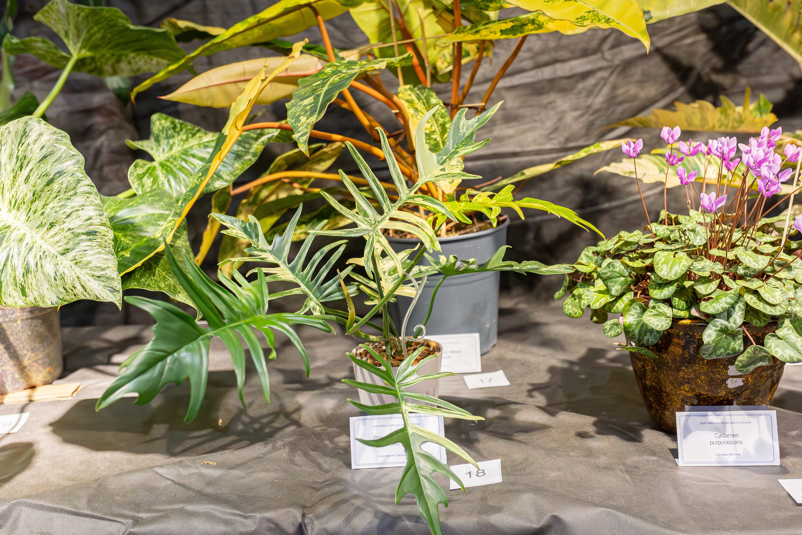 Монстериум апрель 2026. Александра Куликова фотограф, Москва