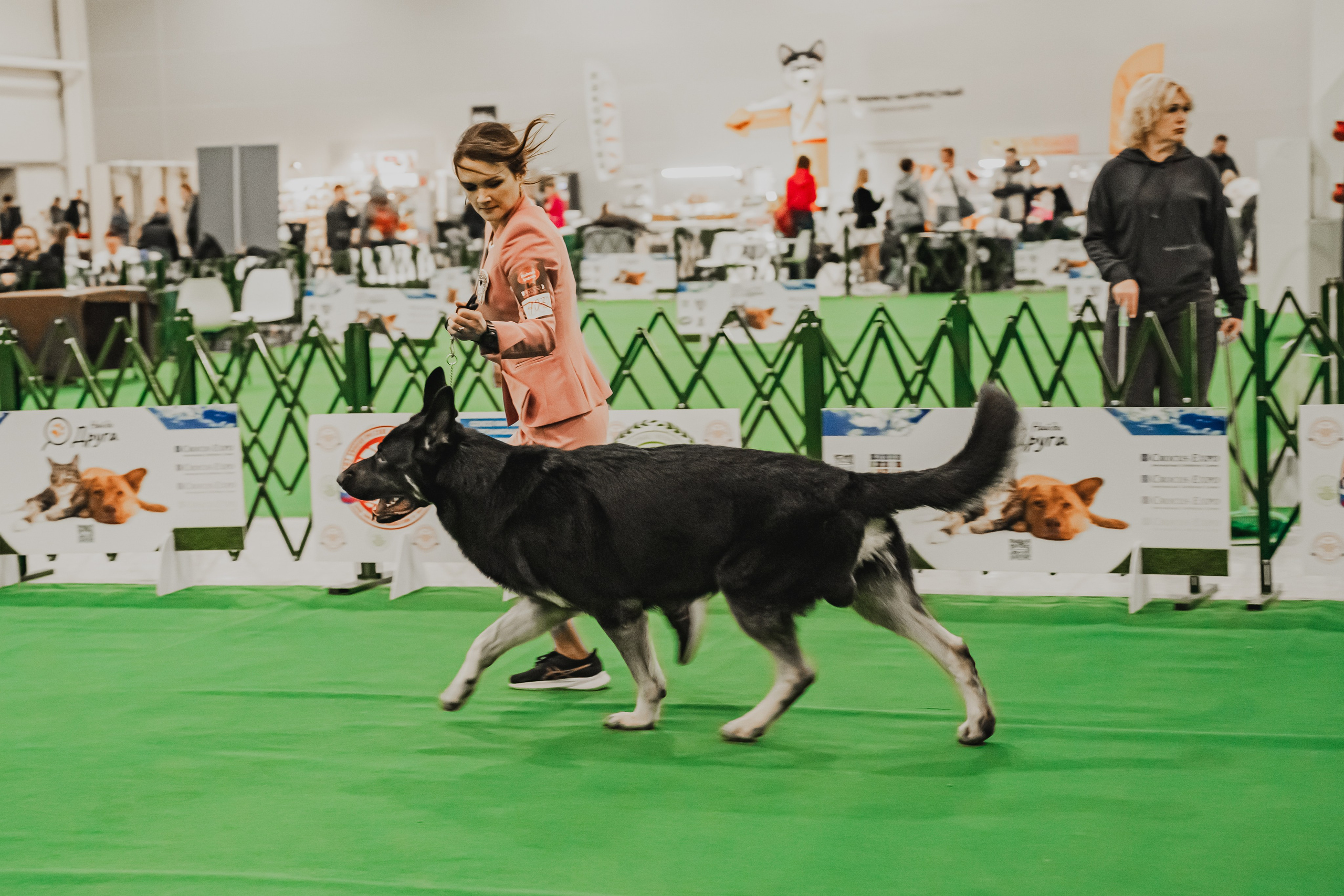 Международная выставка собак всех пород. Репортажный фотограф Анастасия Рубцова