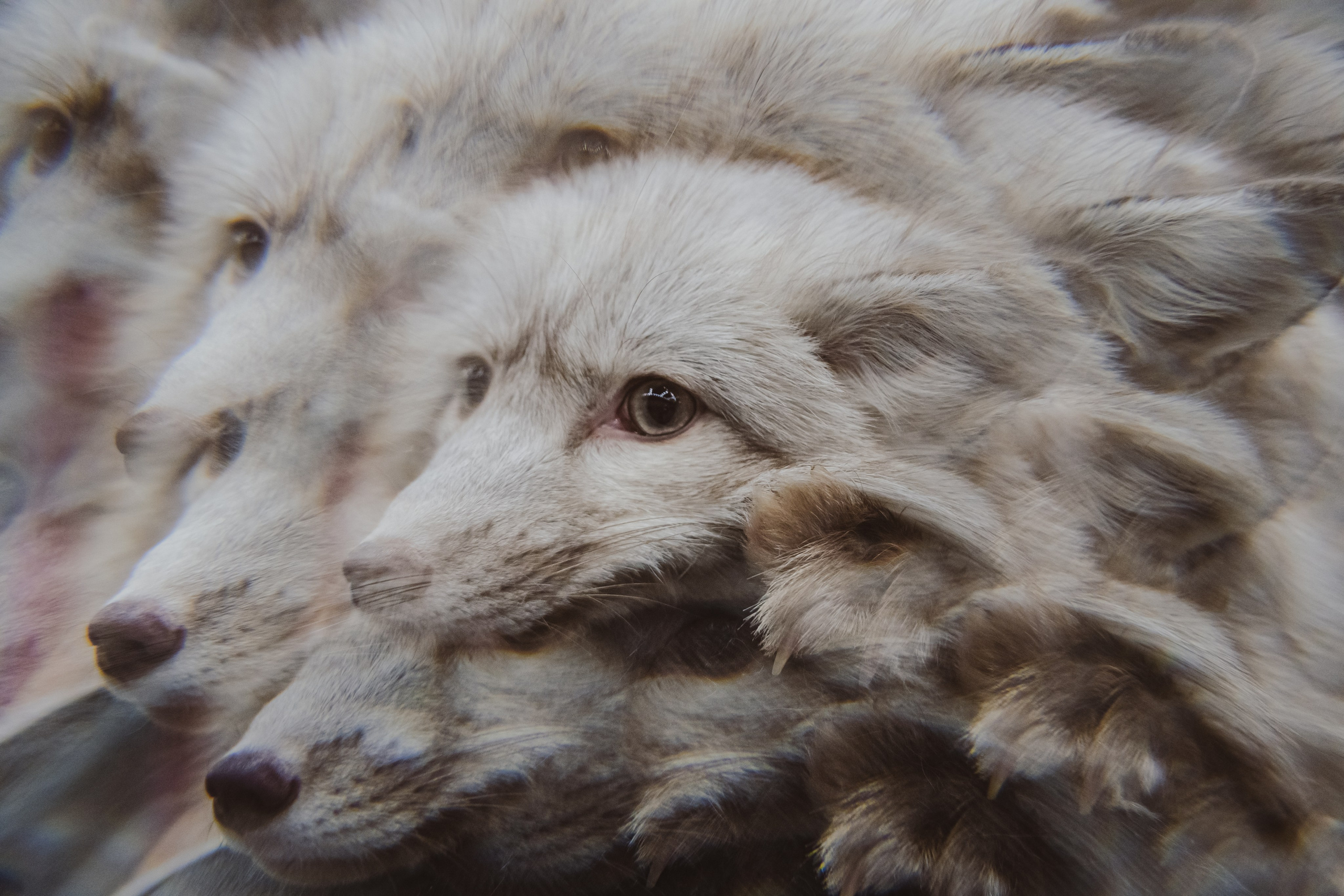 Fox Family fest. Репортажный фотограф Анастасия Рубцова