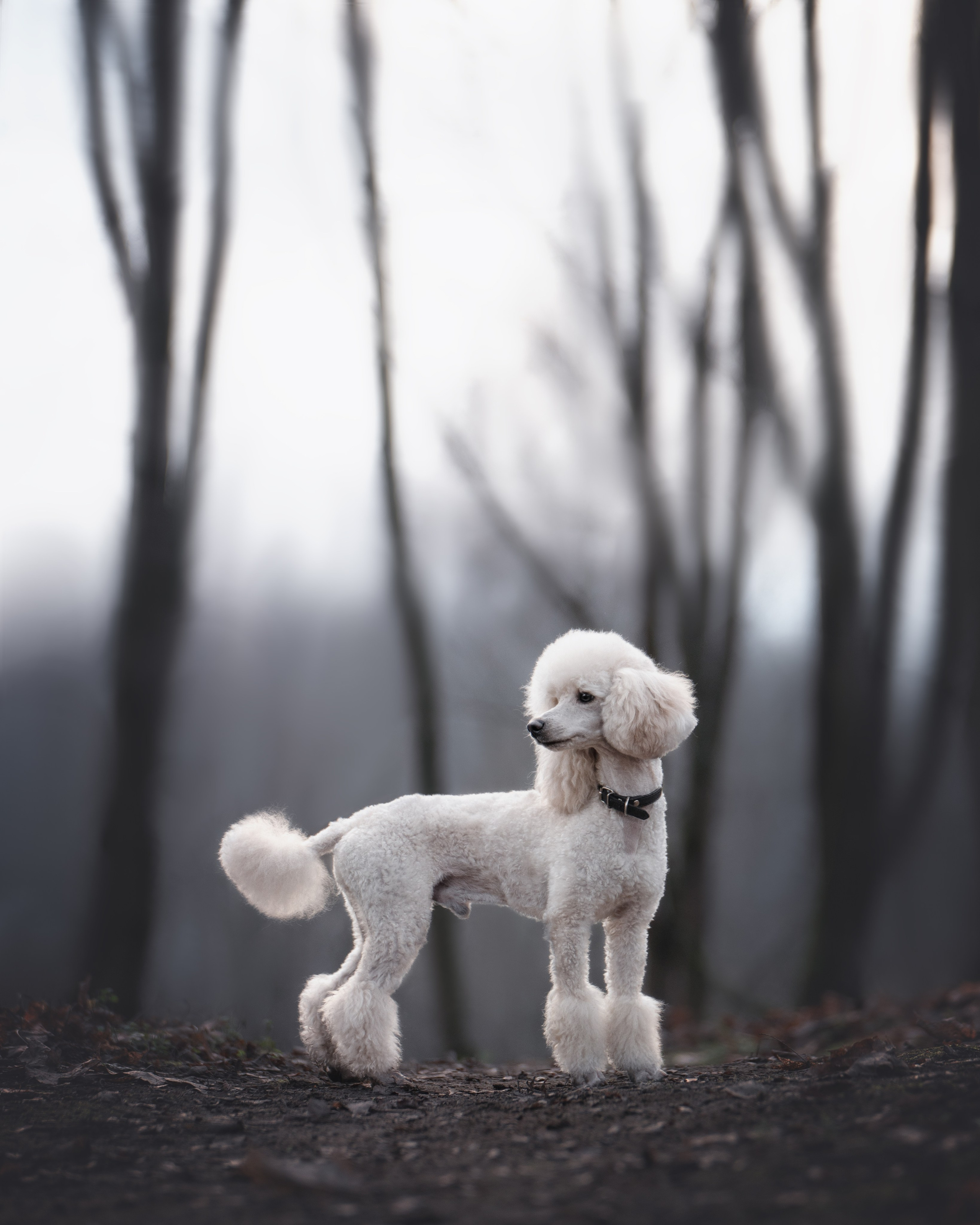 Миша и Лева. Фотограф анималист Осипчикова Мария