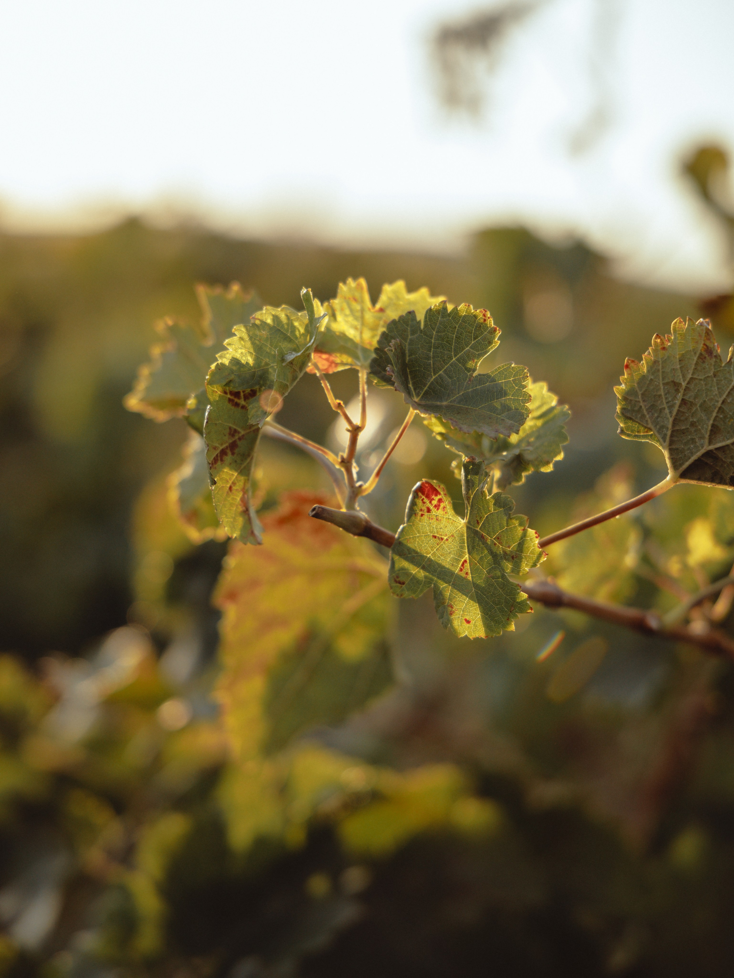 Domik в саду. Артем Корнев Фотограф