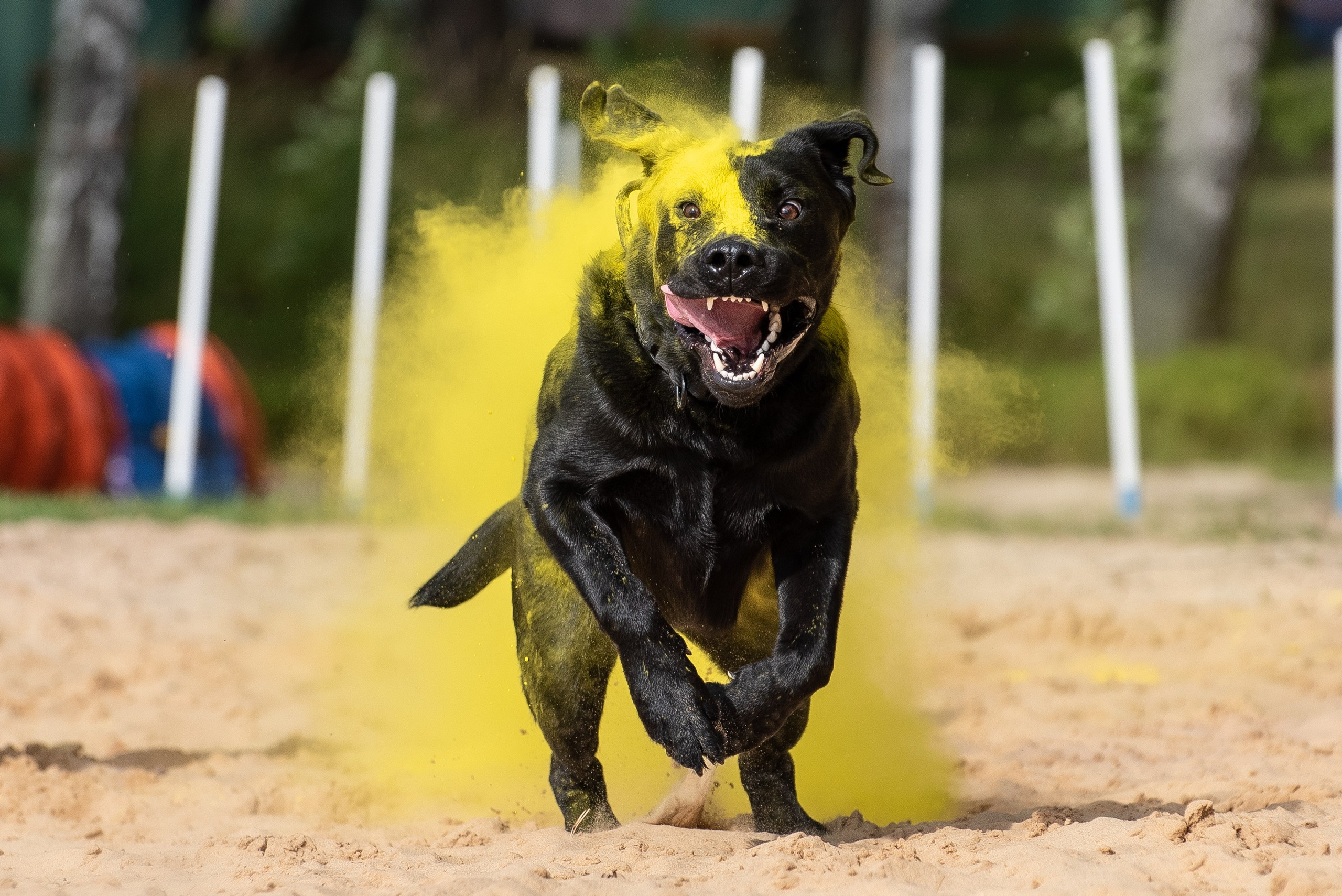 Фотосессия краски холи с собакой. Фотограф Макс Огурцов в Нижнем Новгороде