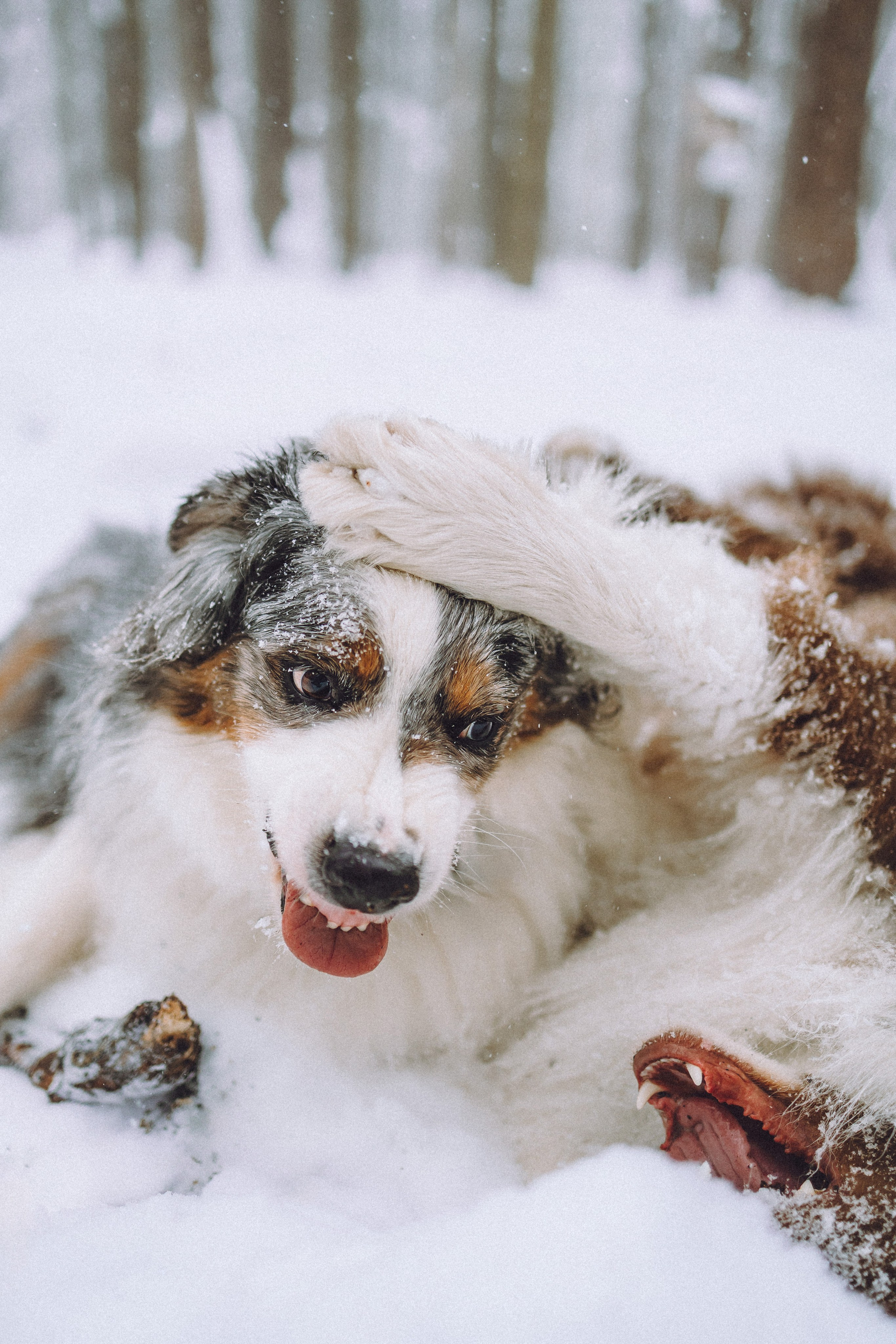 Лена, Принц и Фенек
