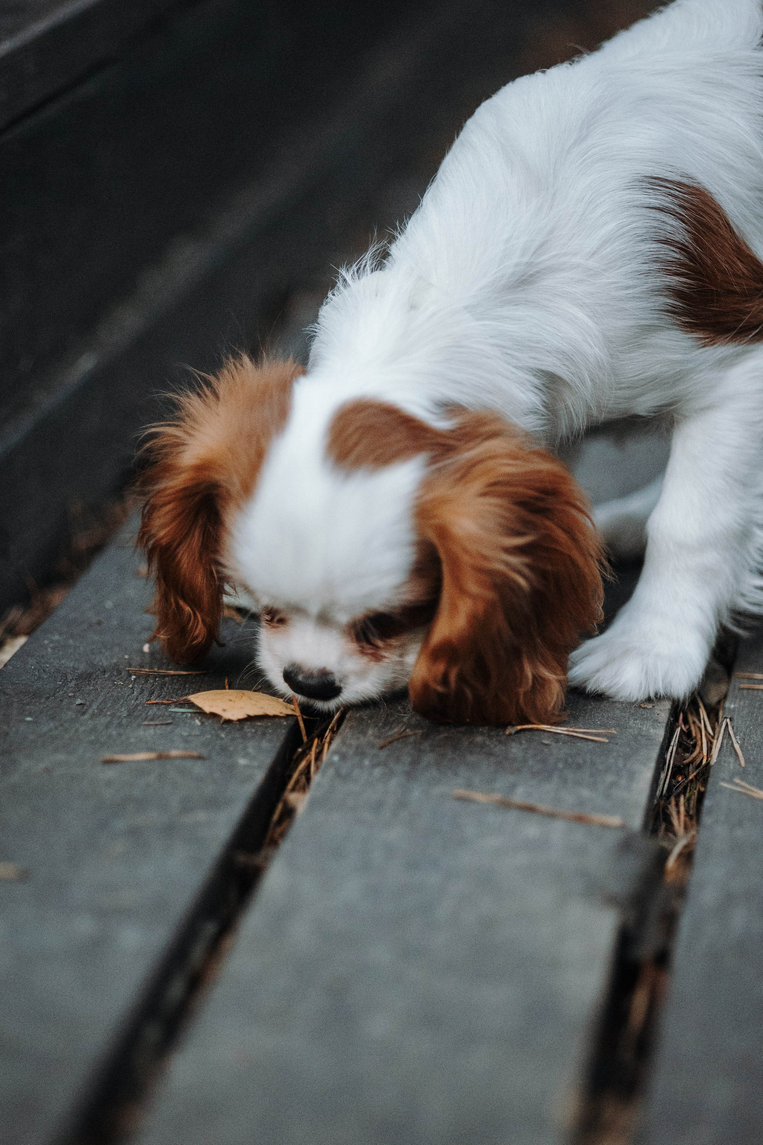 Семейная история. Фотограф — Анималист | Санкт-Петербург