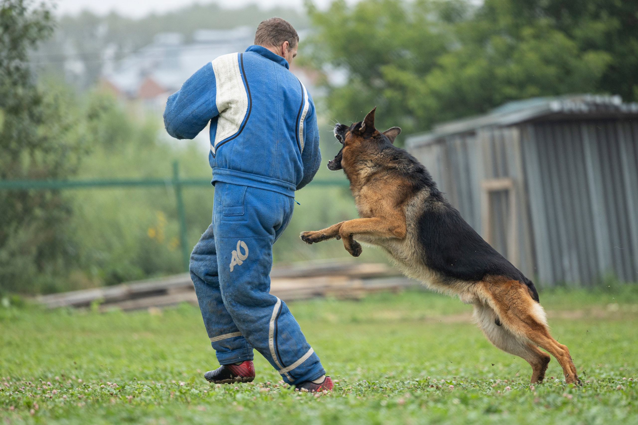 Соревнования по Мондьорингу г. Вологда 10-11.08.2024. Фотограф-анималист Анна Маринич
