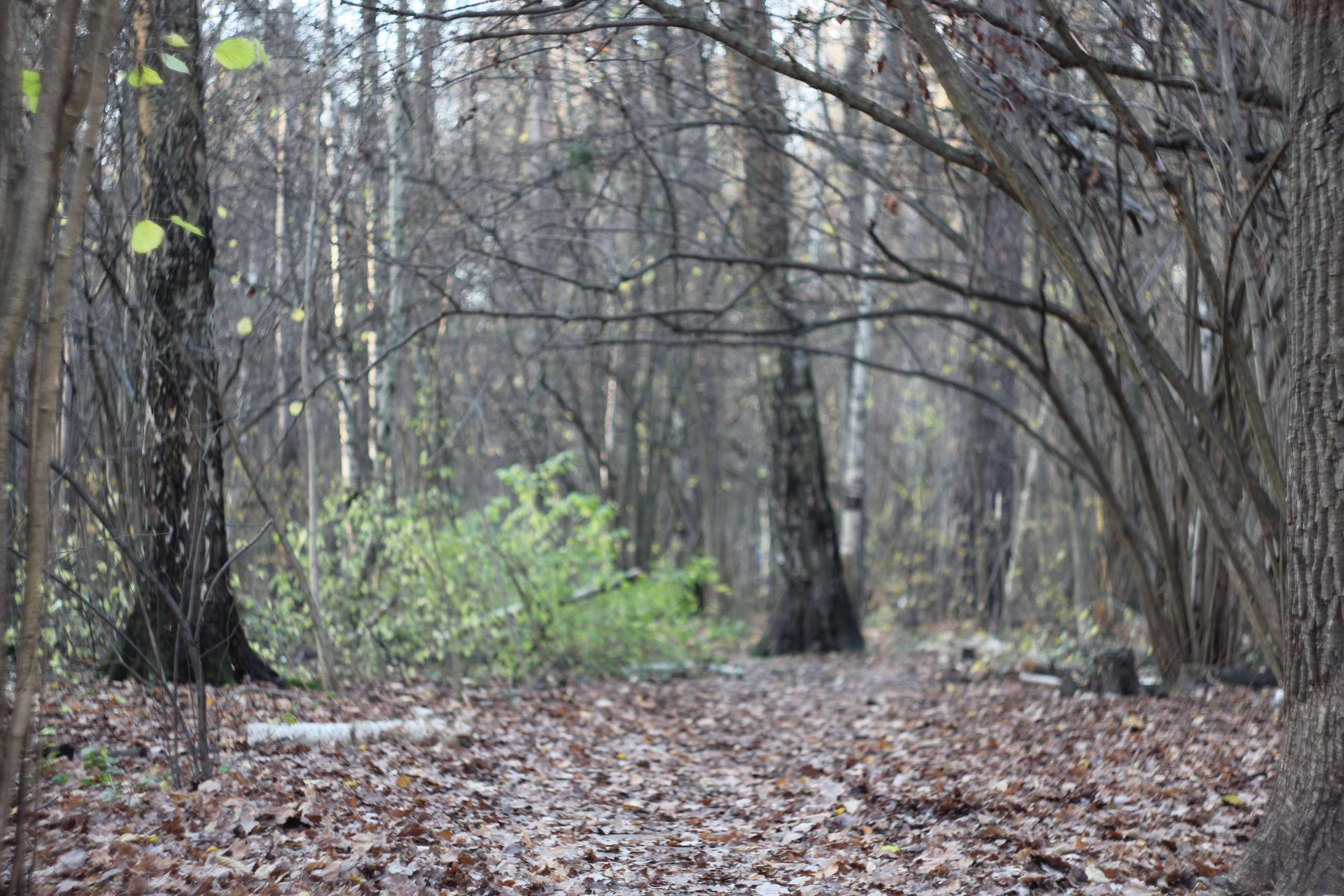 Всё, что я вижу вокруг себя