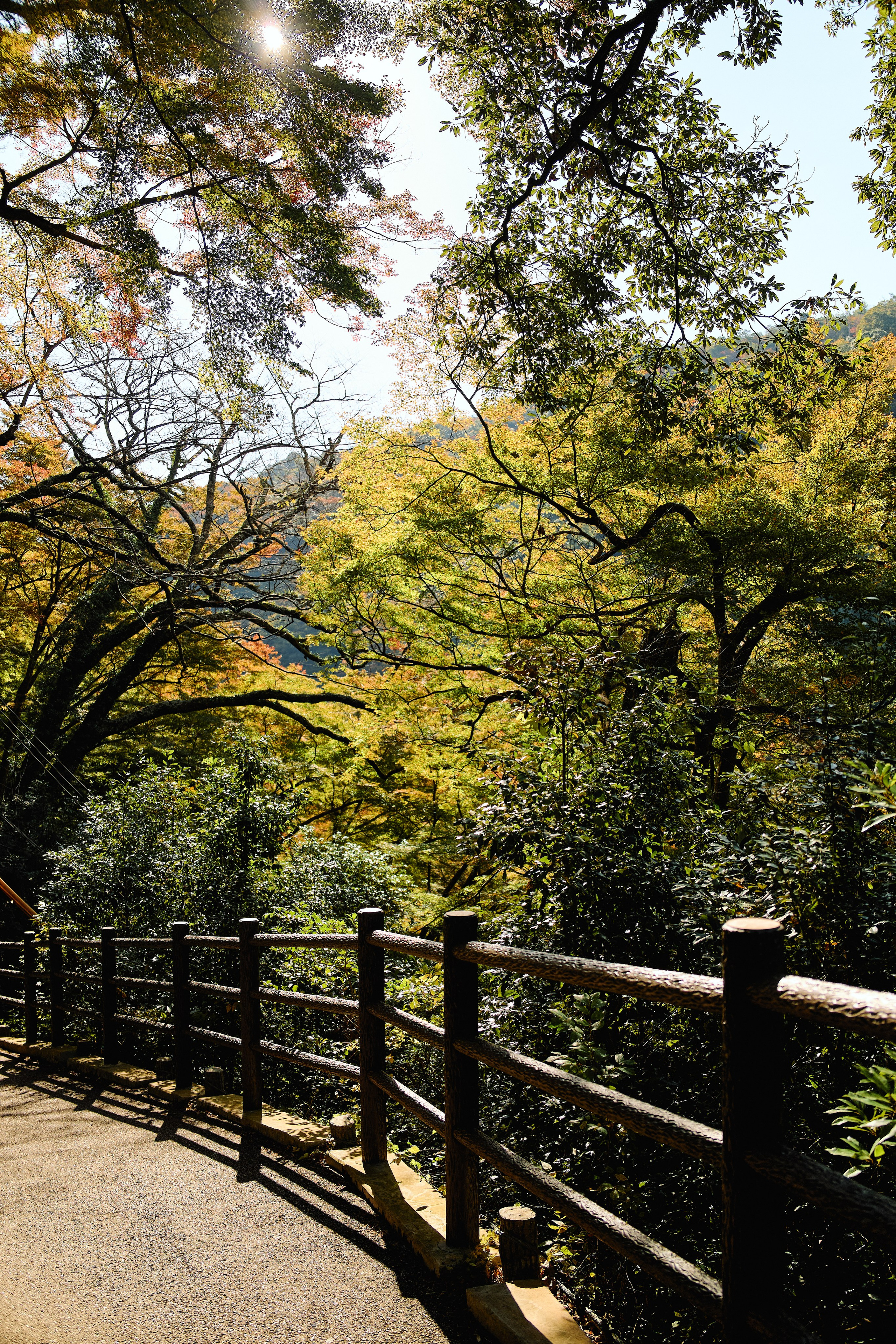 Япония. Профессиональный Фотограф во Владимире, в Москве и в Суздале — Полина Романычева