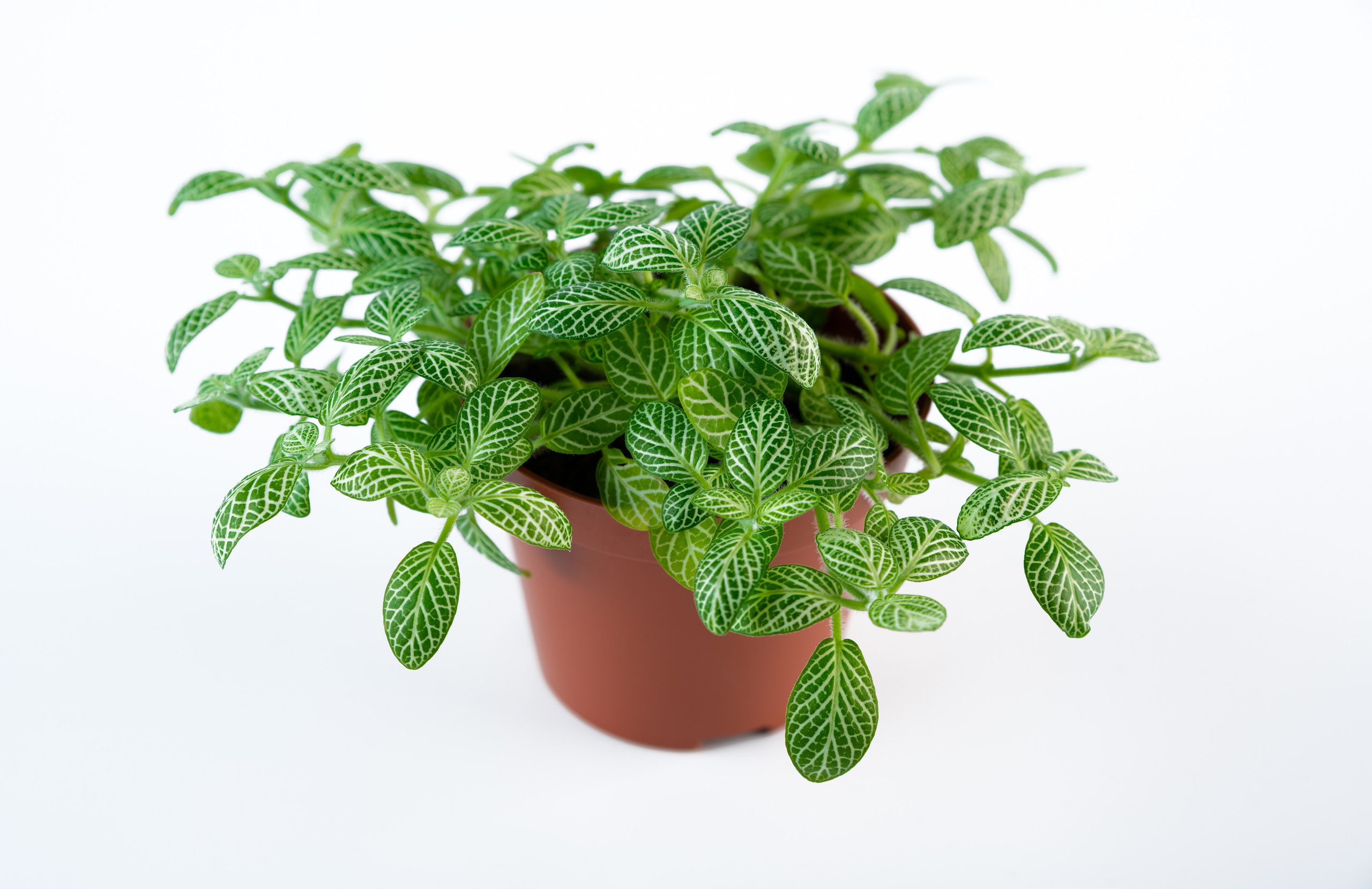 Предметная съёмка для маркетплейсов и каталогов