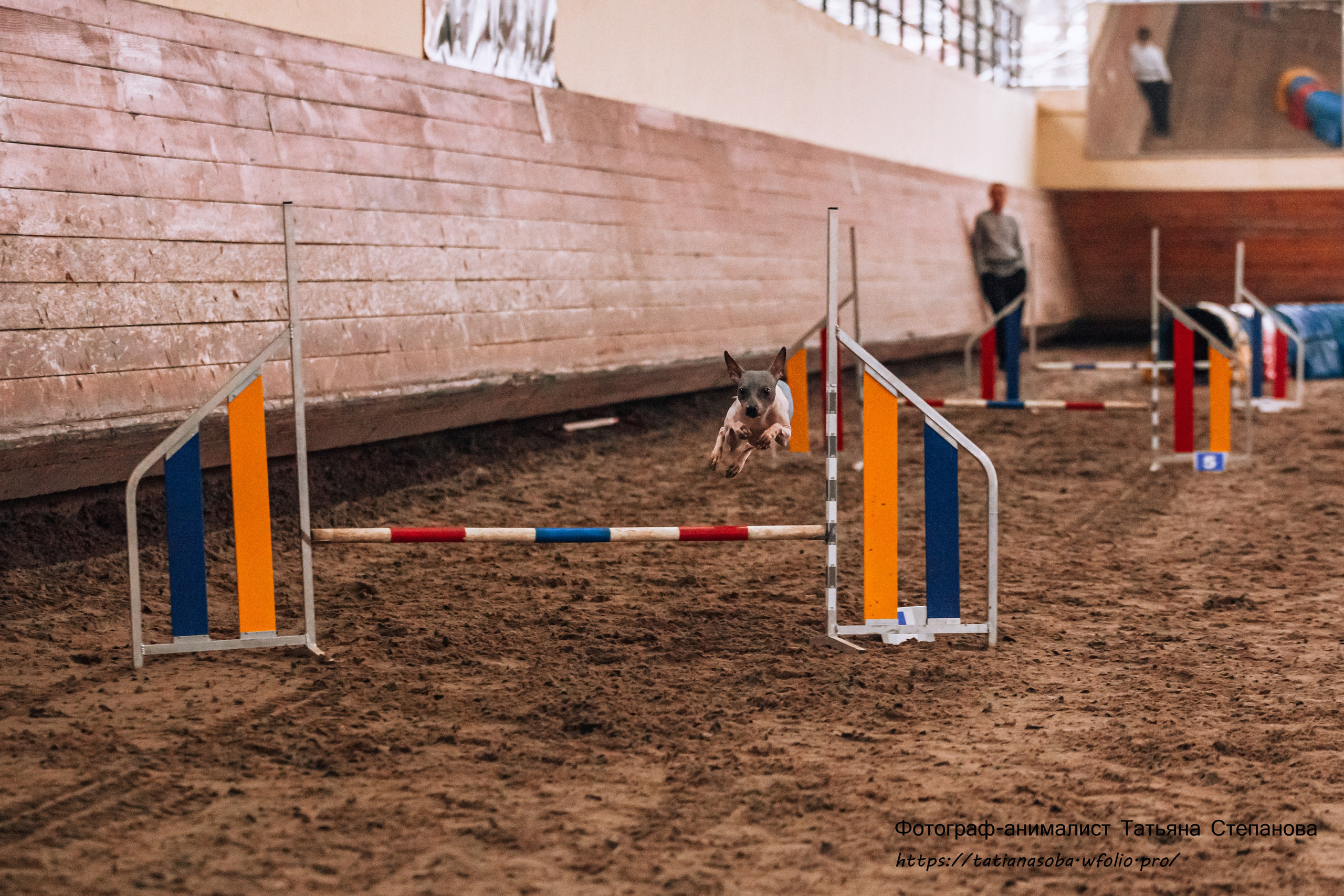 Соревнования по Аджилити 25.02.2024. Фотограф-анималист Татьяна Степанова