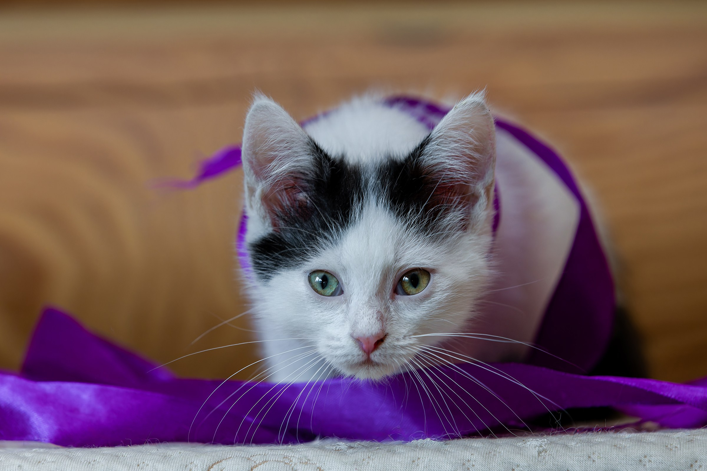 Котята. Irenephoto.ru