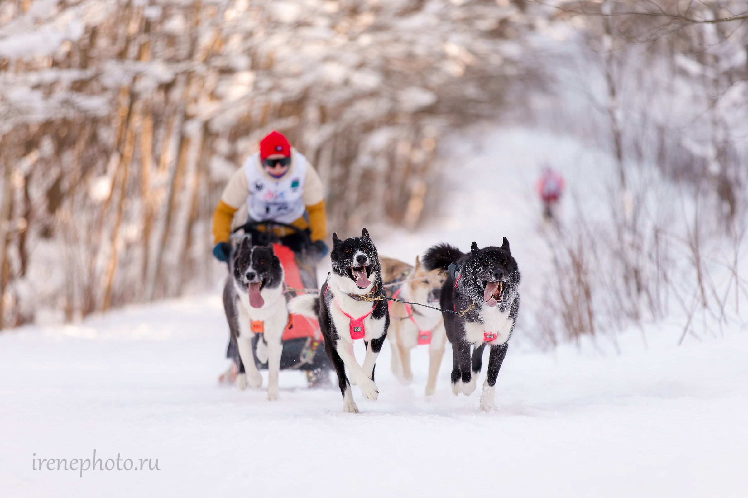 Чемпионат и Первенство Ленобласти — зима 2026. Irenephoto.ru