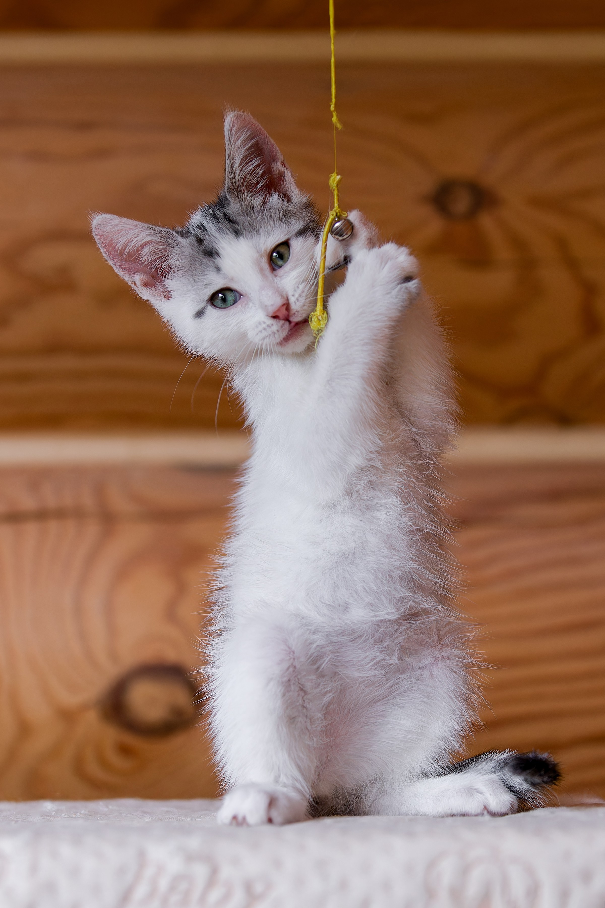 Котята. Irenephoto.ru