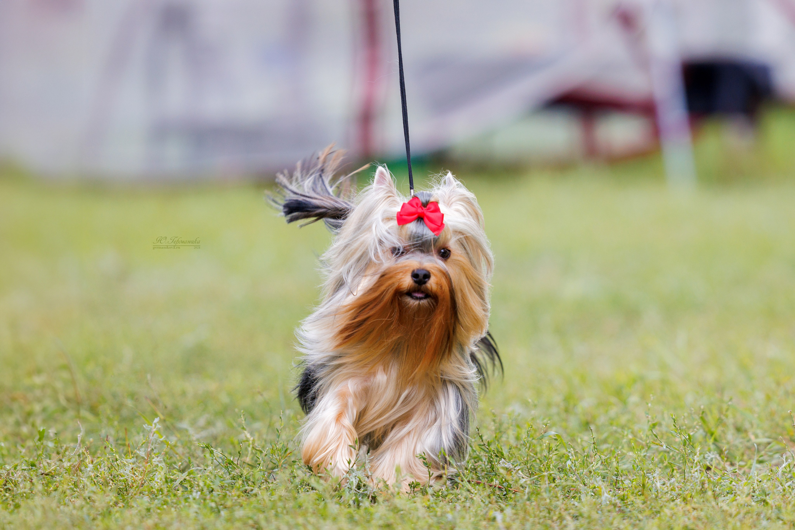 Астана 2хCACIB 17-18.08.2024. Фотограф-анималист Юлия Германика