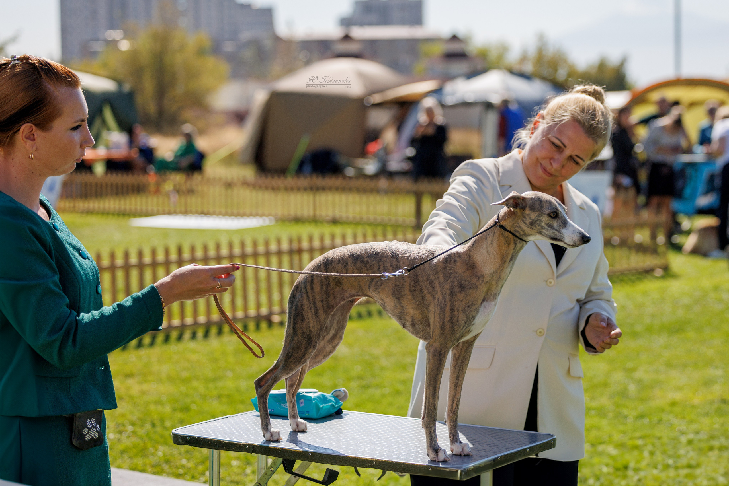 Ереван 14-16.10.2025. Фотограф-анималист Юлия Германика