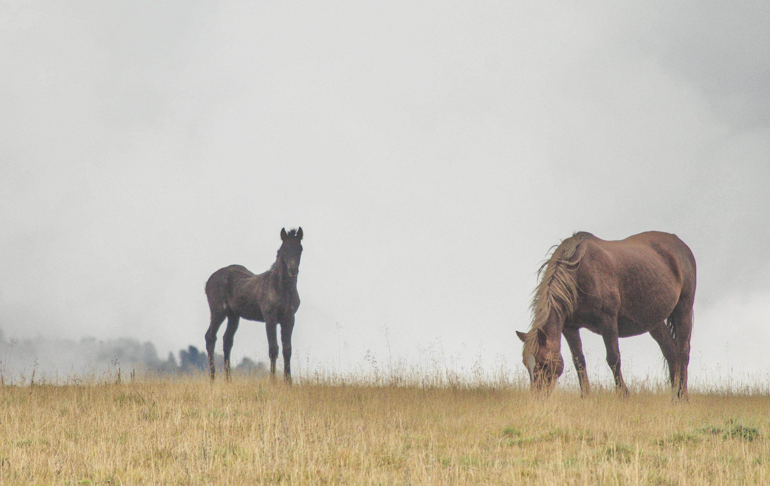 Алтай. Фотограф анималист, пейзажист, спортивные мероприятия. Новосибирск