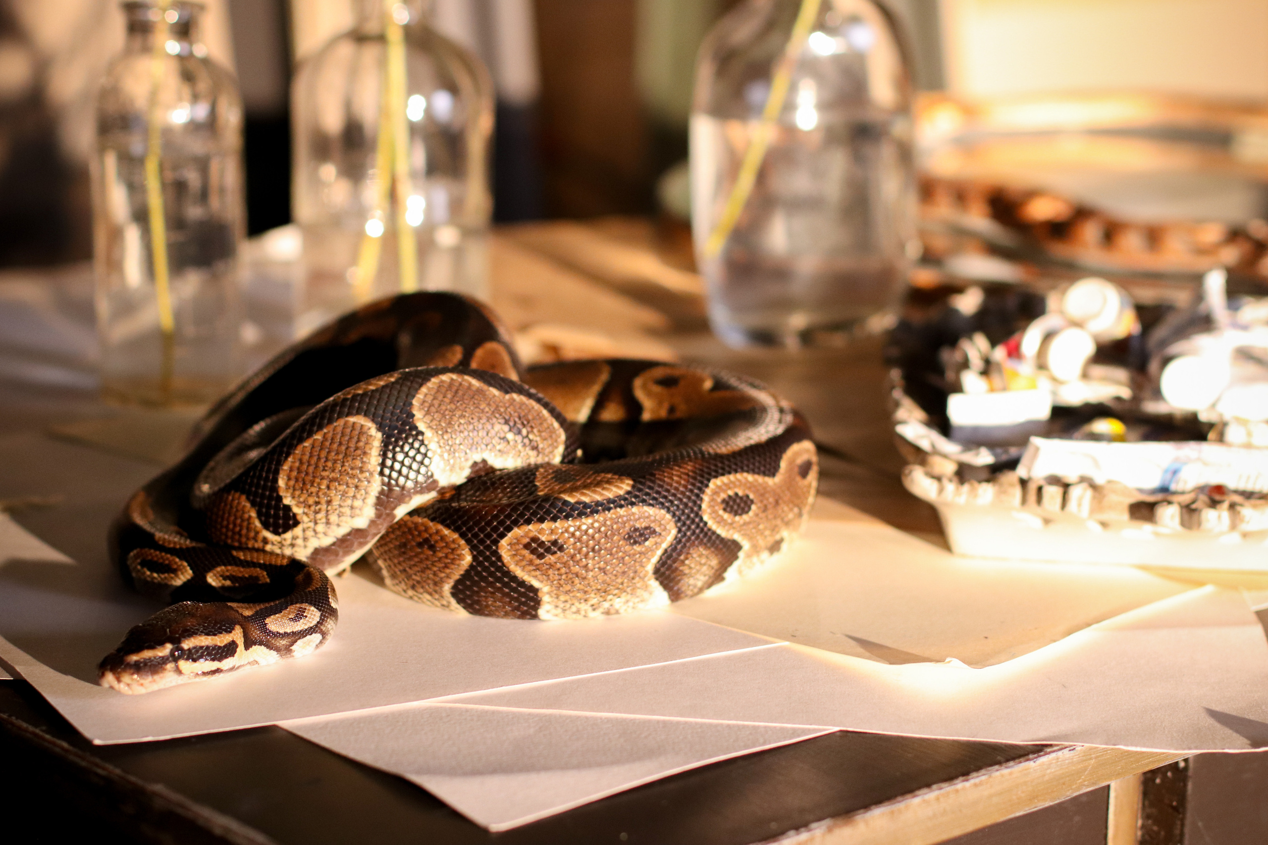 Фотосессия с питоном. Фотограф в Сургуте Брызгунова Анастасия