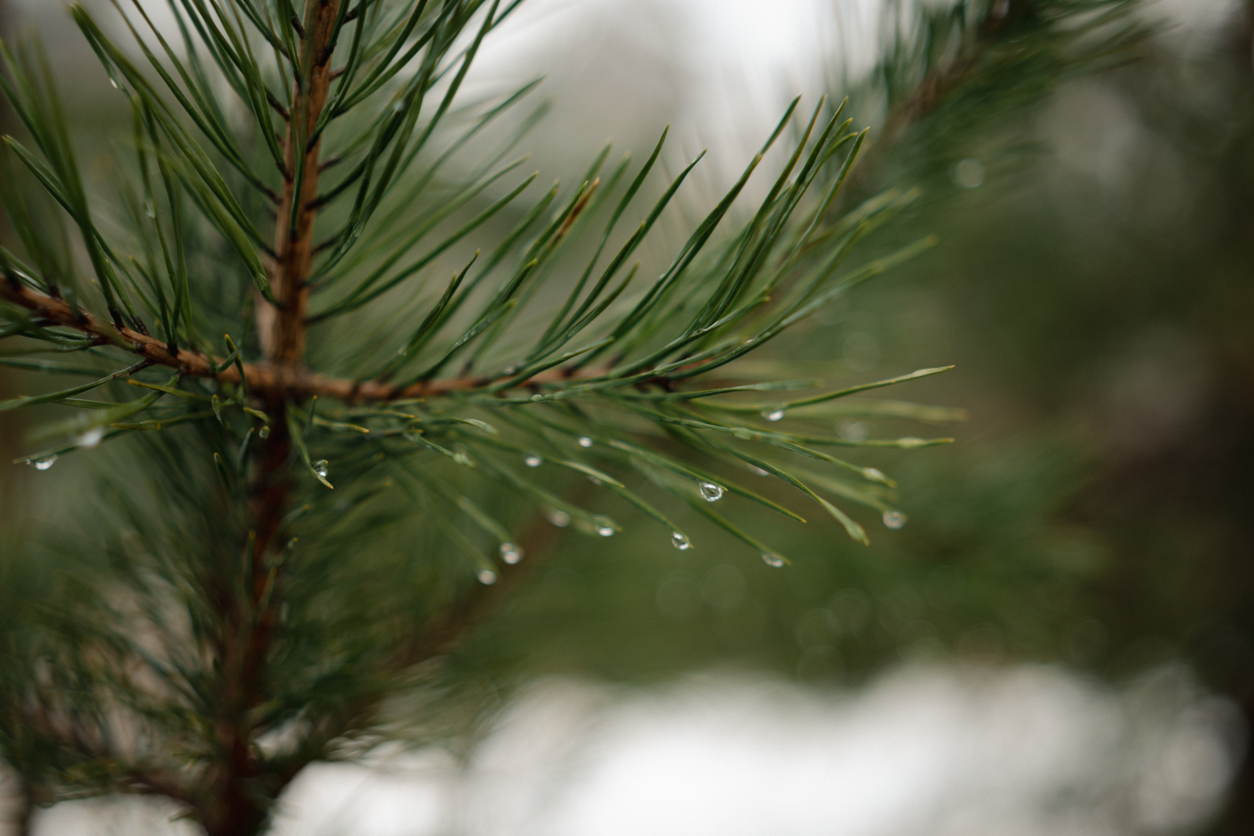 Случайное — неслучайное. Фотограф Ника Лиепа