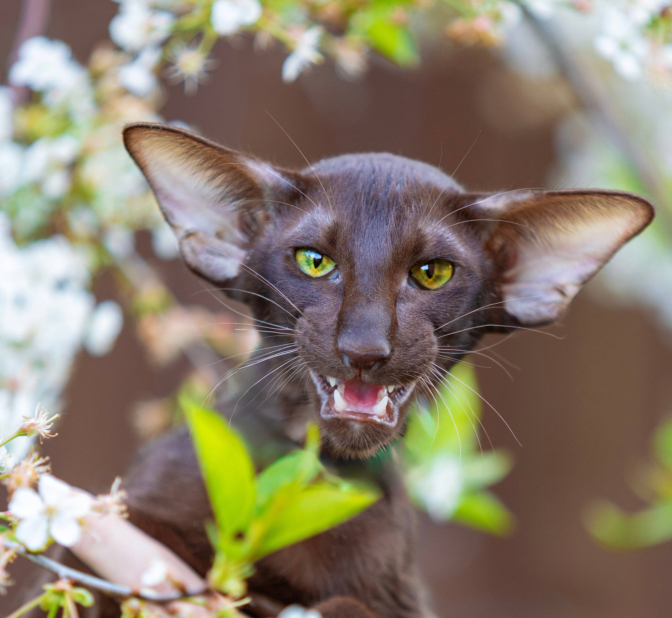 Фотограф — анималист Татьяна Ли