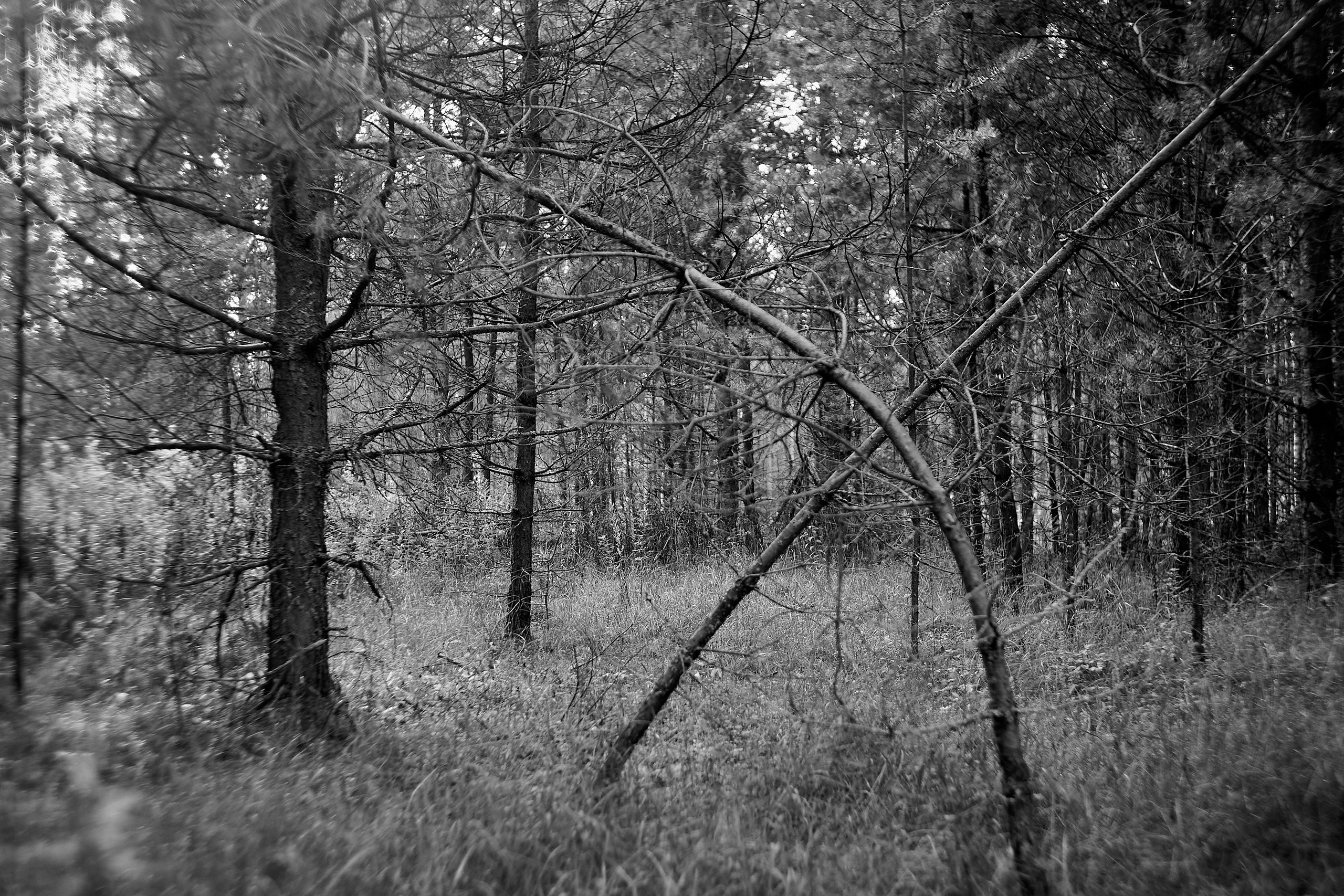 Формы Дерева 22г -…. Фотограф и оператор мероприятий, концертов и портретов в городе Москва