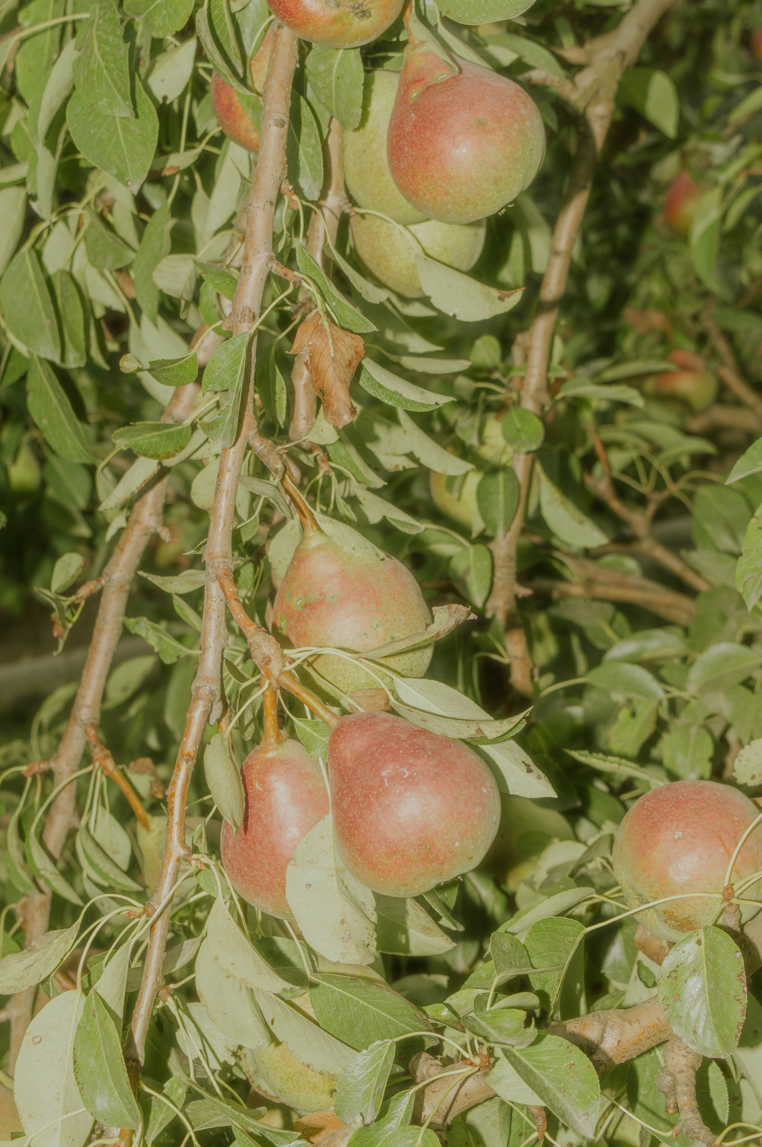 Love-story в саду. Фотограф Анастасия Лощакова в Москве