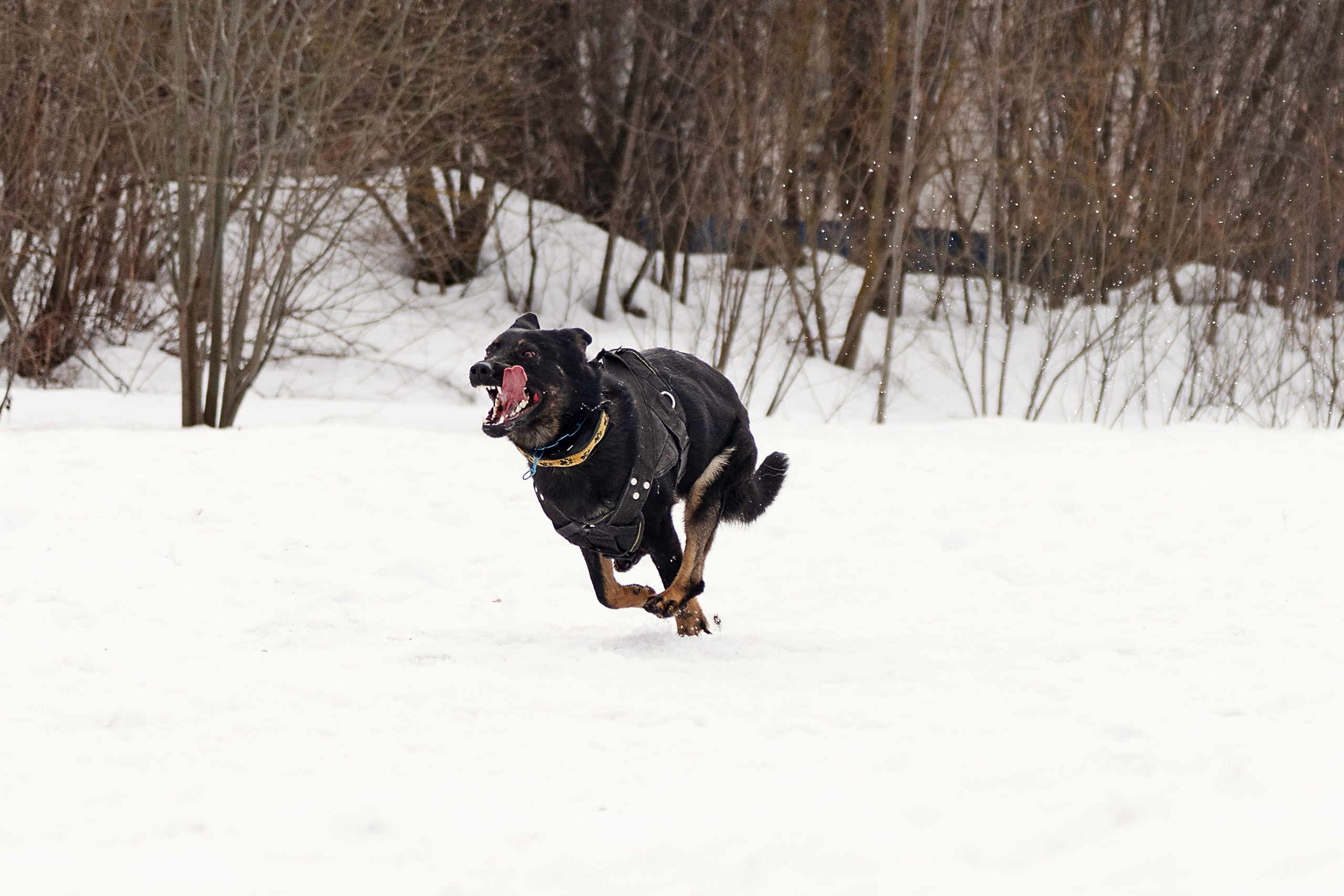 Репортажная съемка. Фотограф-анималист Нижний Новгород