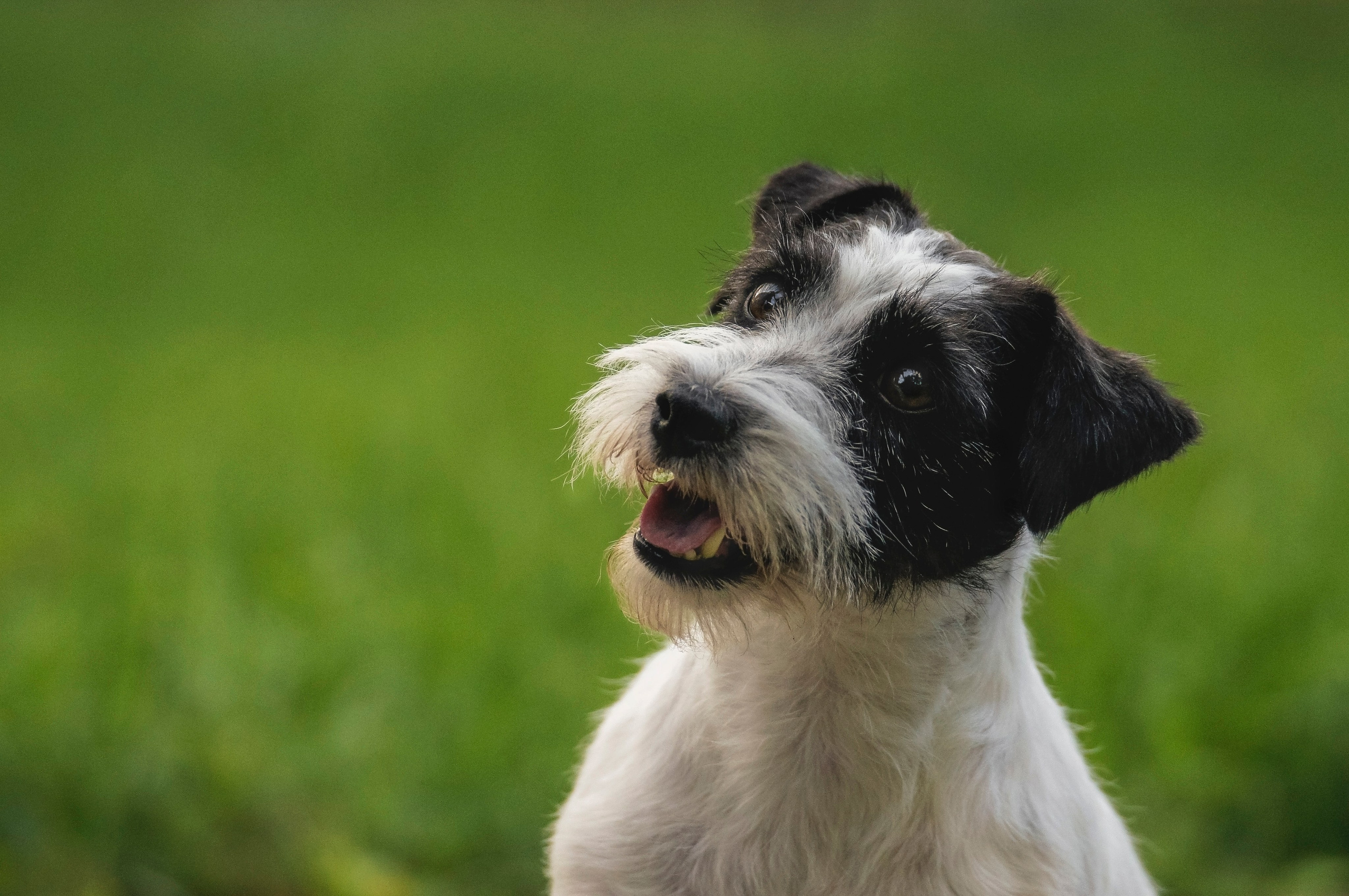 Собаки. Фотограф-анималист Нижний Новгород
