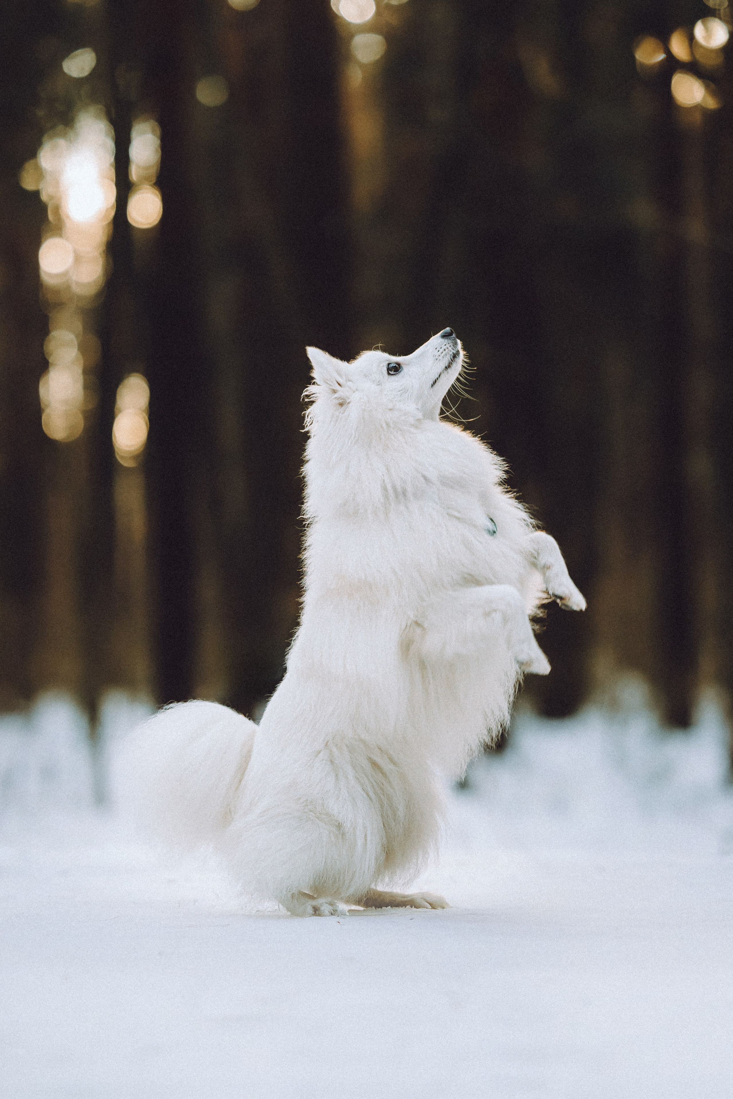 Шани и ее семья