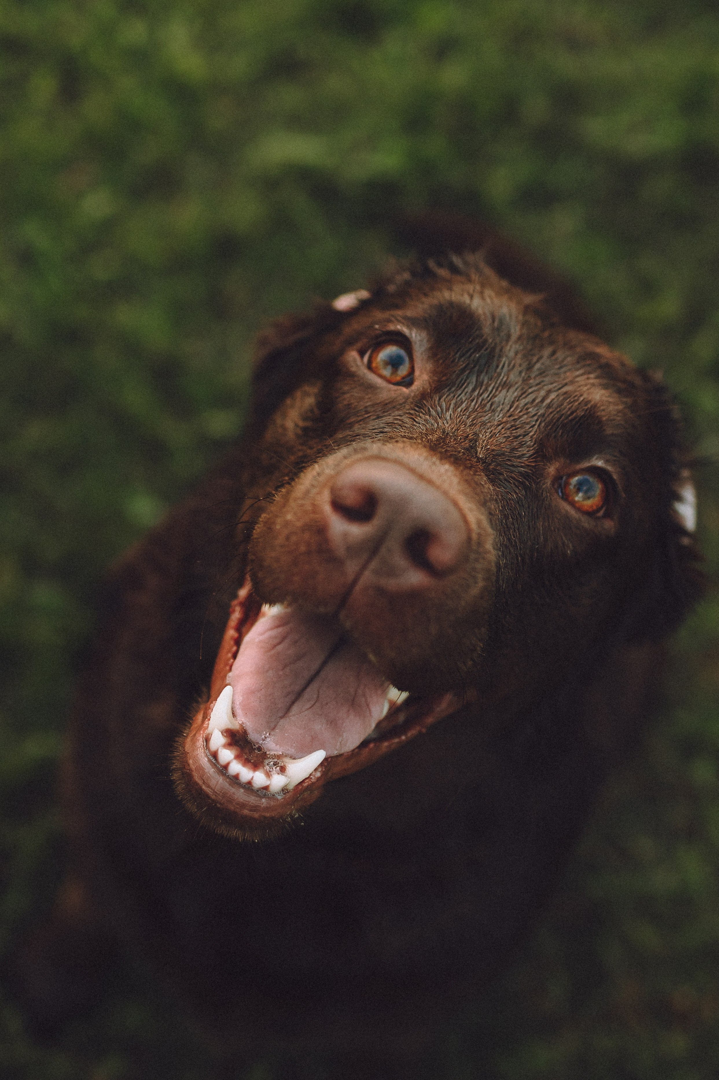 Катя, Ваня и Джеси