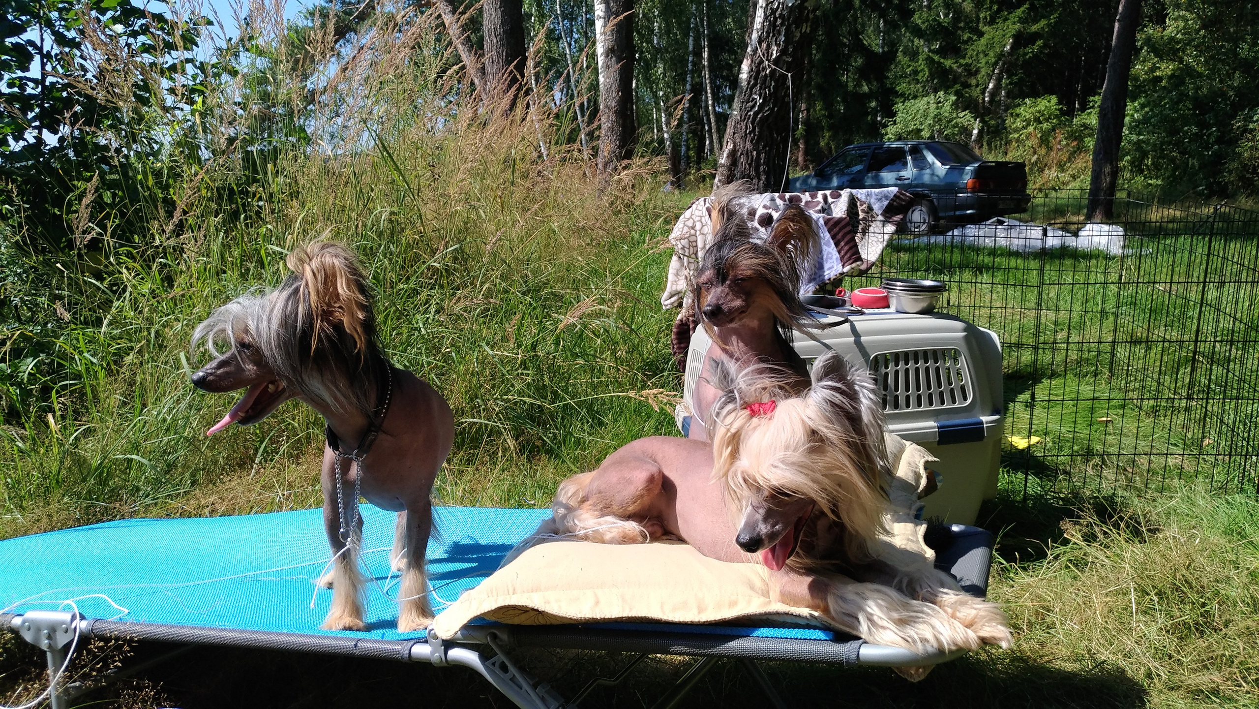 Hike to Konakovo. Poale Ell Chinese Crested Dog Kennel: Buy a puppy from the kennel