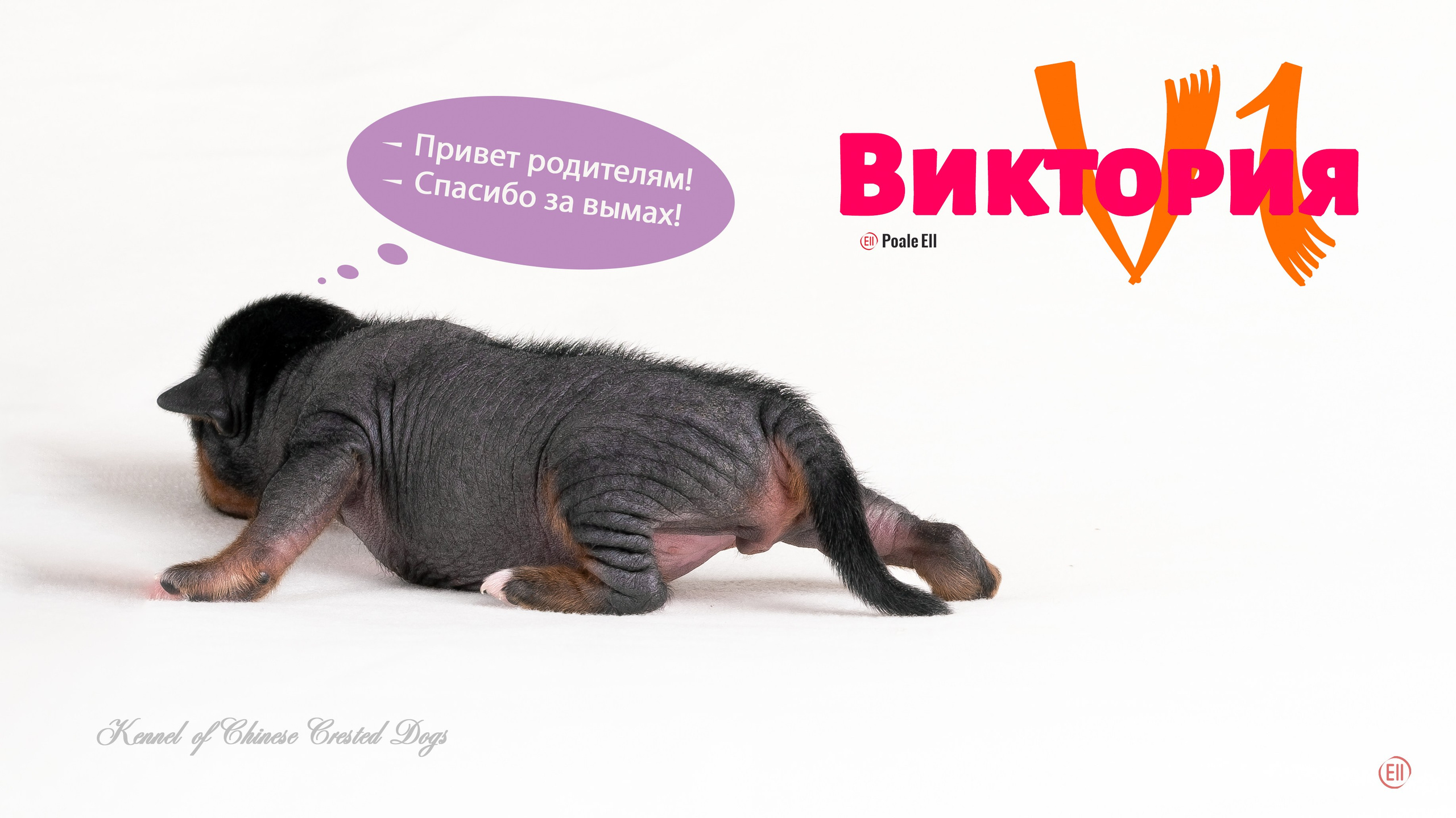 Помёт V. Питомник китайских хохлатых собак Poale Ell: купить щенка