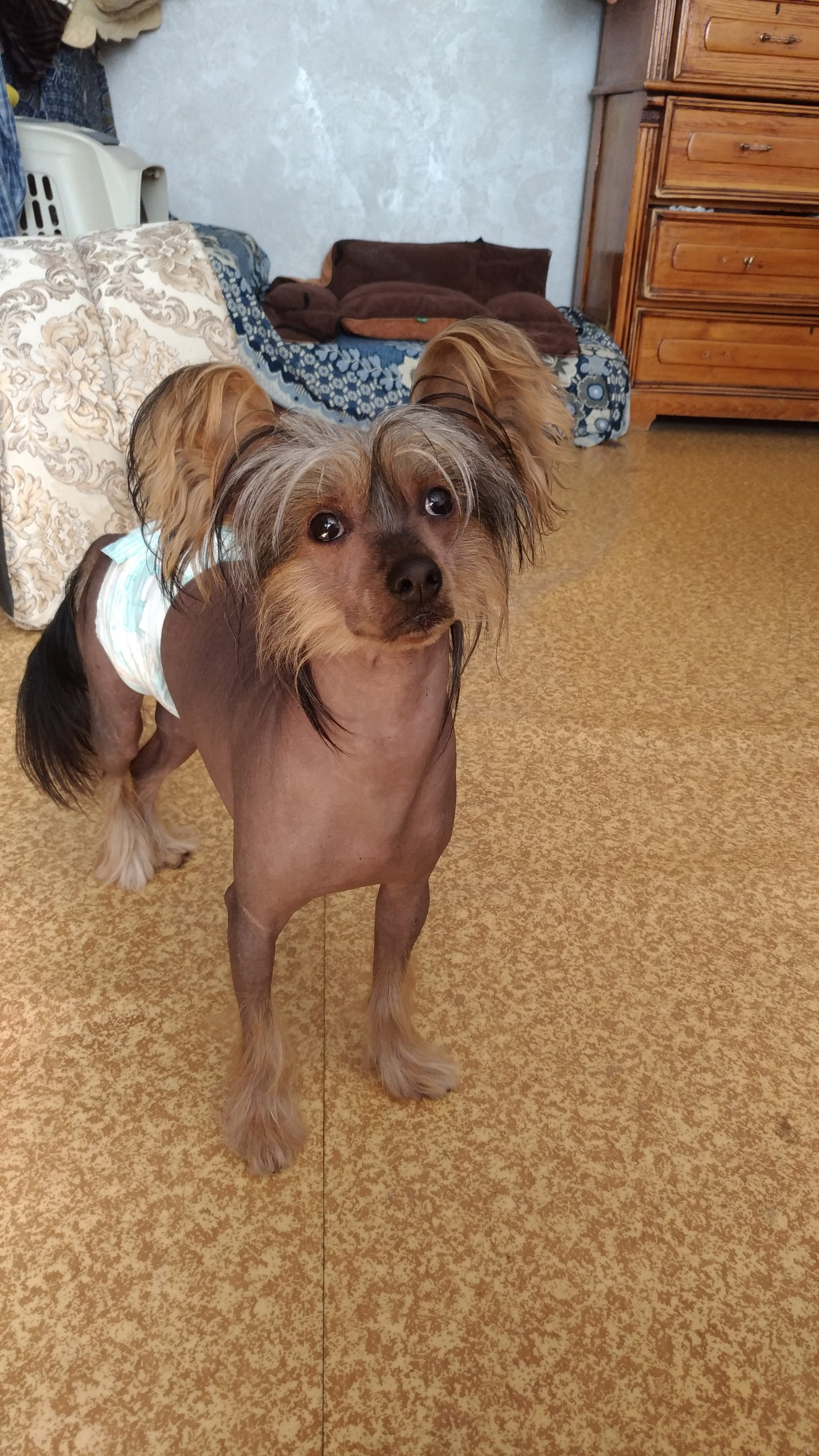 Адамусик милый малыш. Питомник китайских хохлатых собак Poale Ell: купить щенка в питомнике