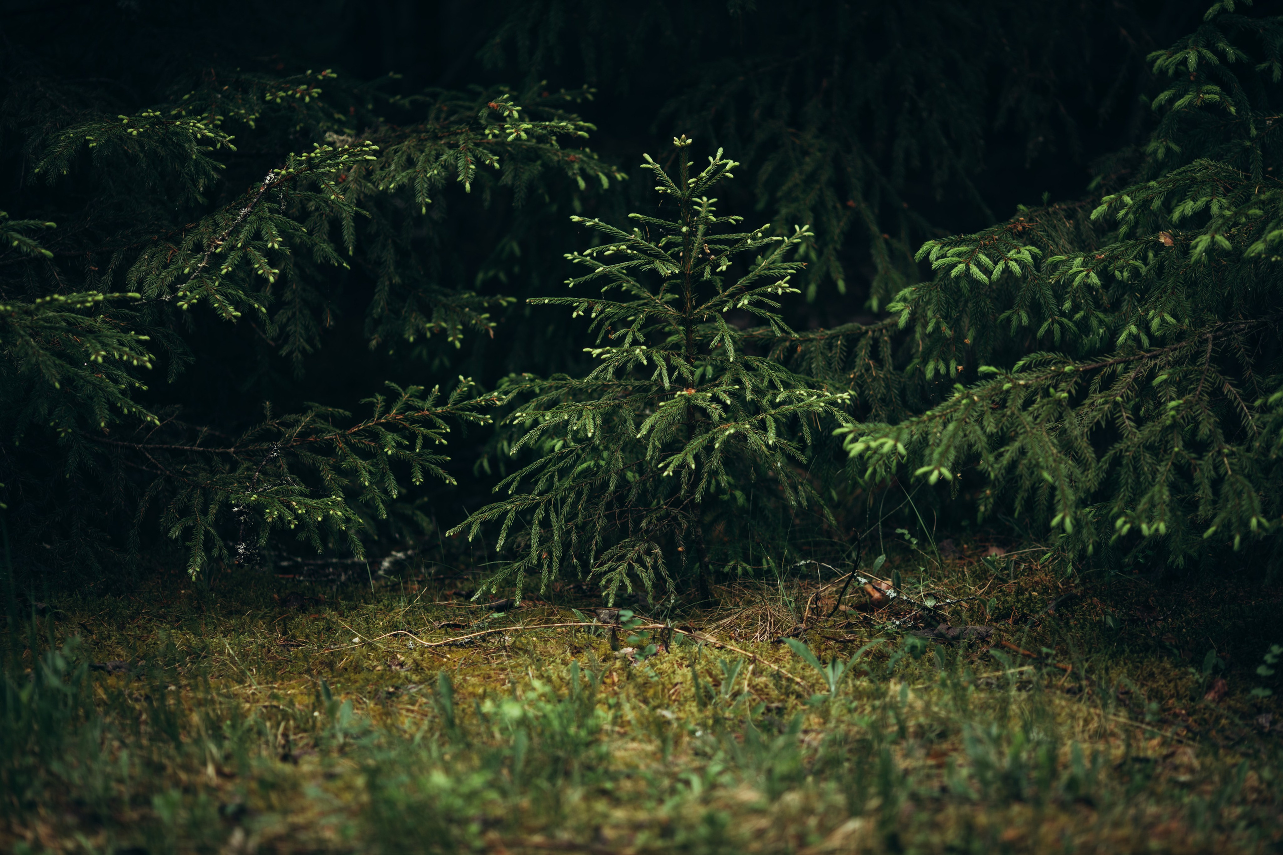 Природные пейзажи. Наталия Клевинскас портретный фотограф в Костроме