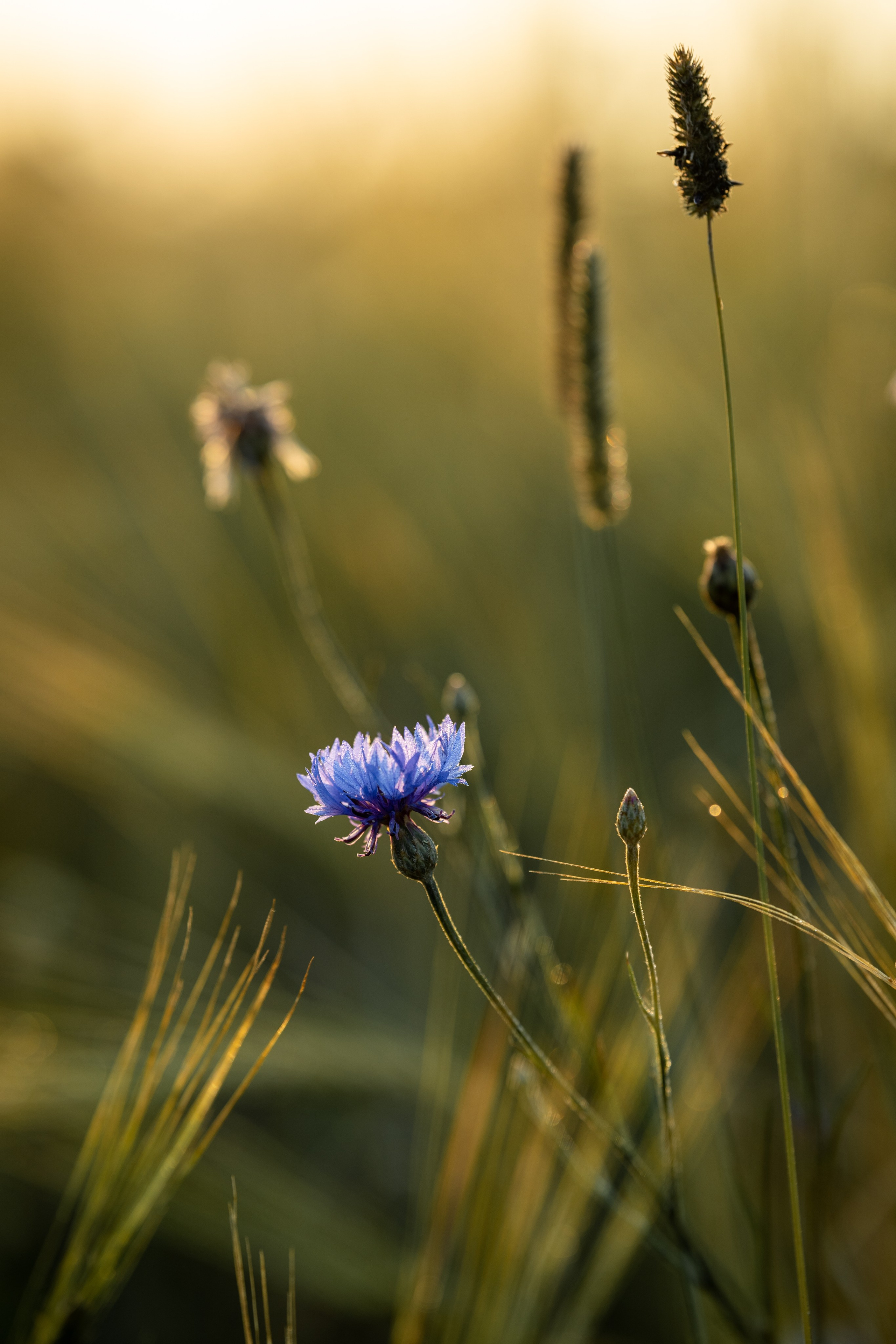 Природные пейзажи. Наталия Клевинскас портретный фотограф в Костроме