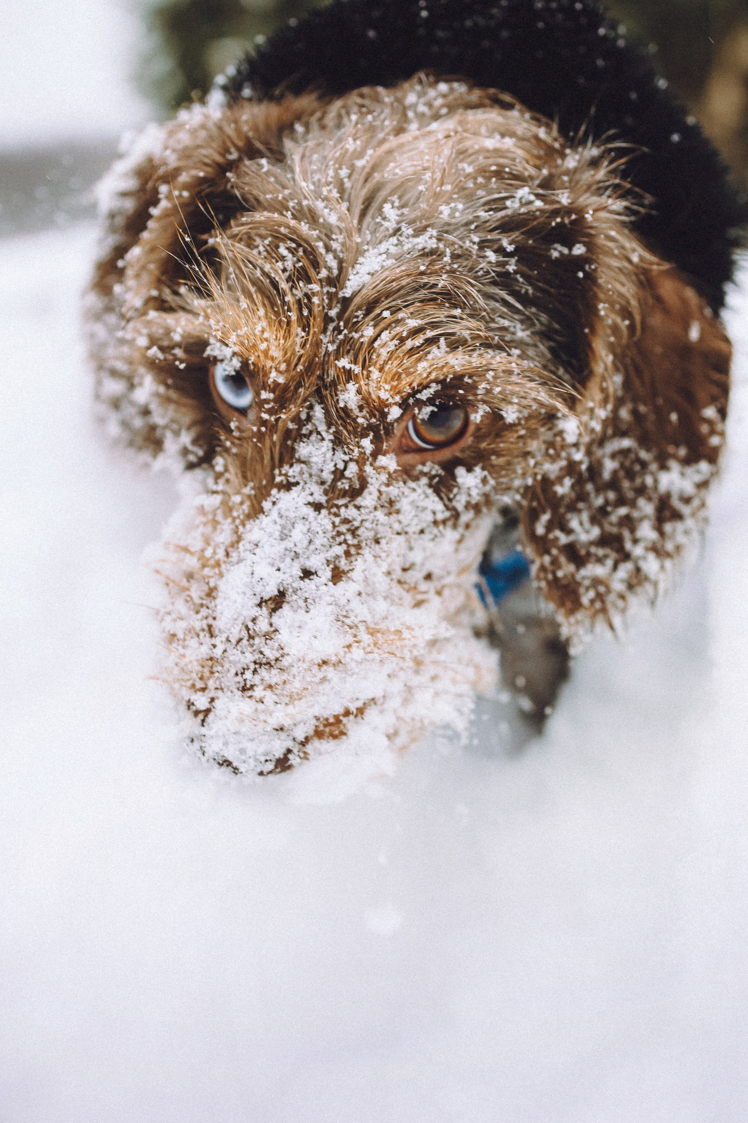Каспер и его семья