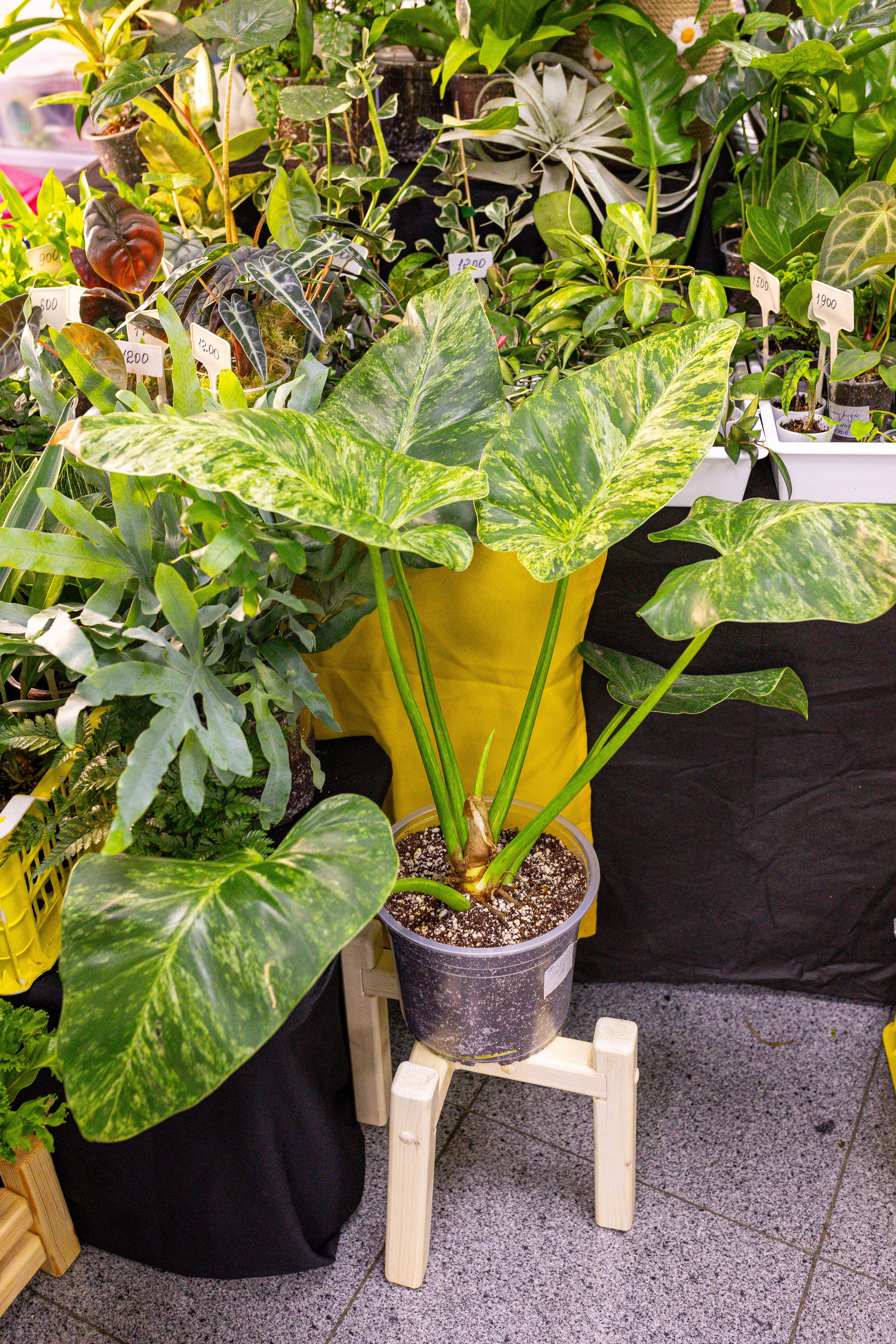 Монстериум 11–12 октября. Александра Куликова фотограф, Москва